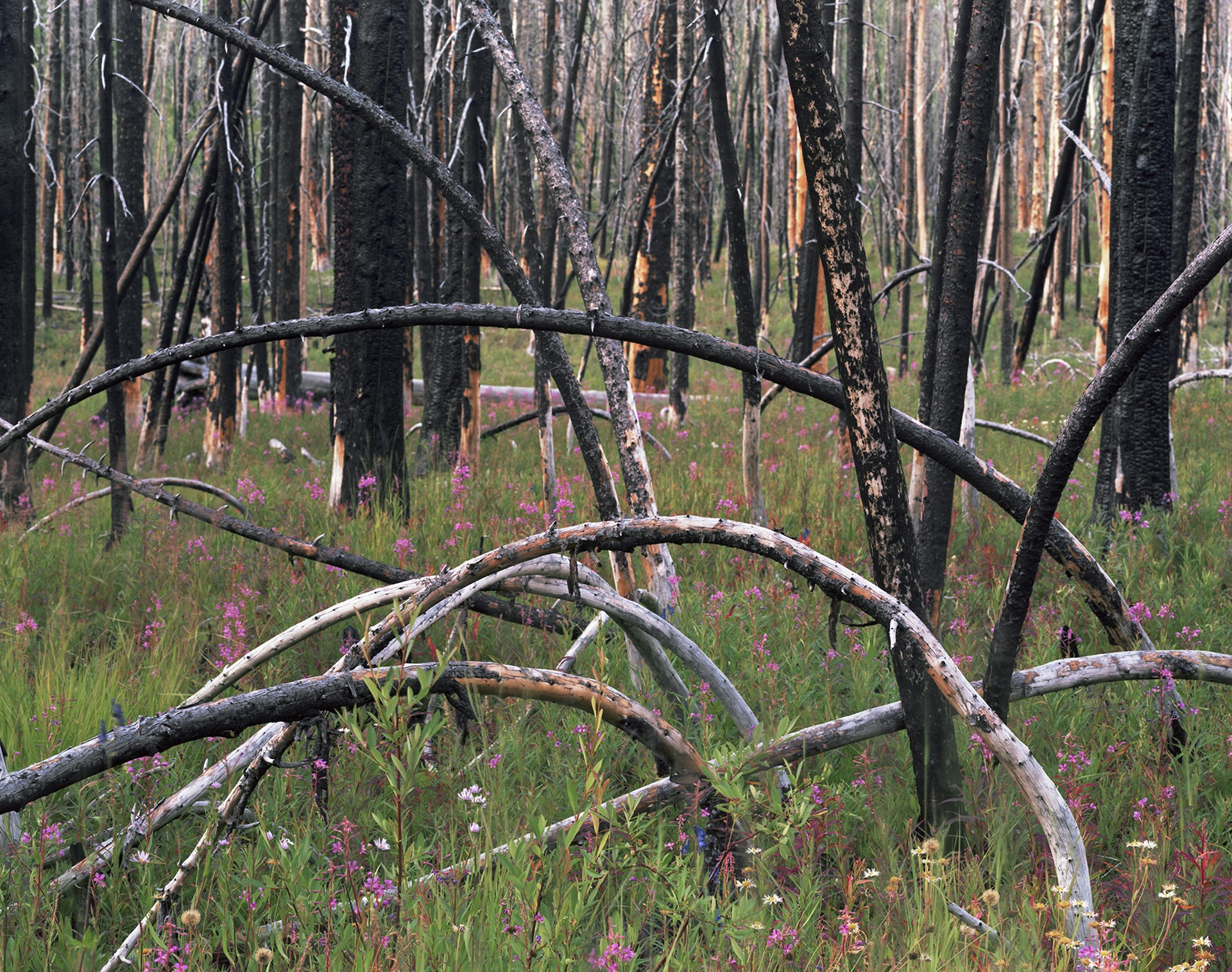Evening (Bent Lodgepole), Fourth of July Creek Canyon, Custer County, Idaho, 2011  1/5 by Laura McPhee