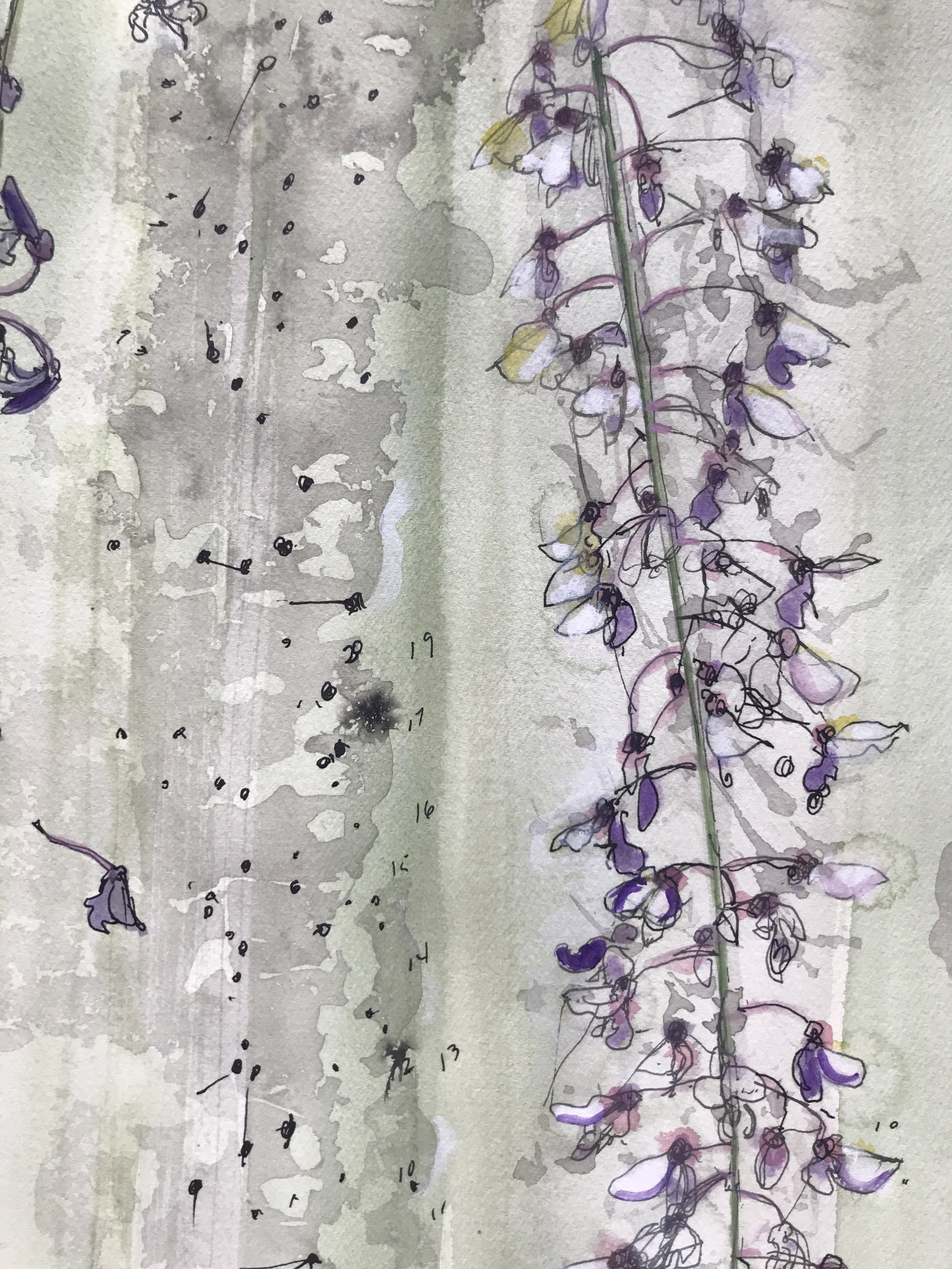 My Wisteria, Venice, 2023: Racemes in full bloom, withering, blossom fall, new seedpods, plotting the structure.  (W. japonica floribunda macrobotrys.) by Amy Worthen