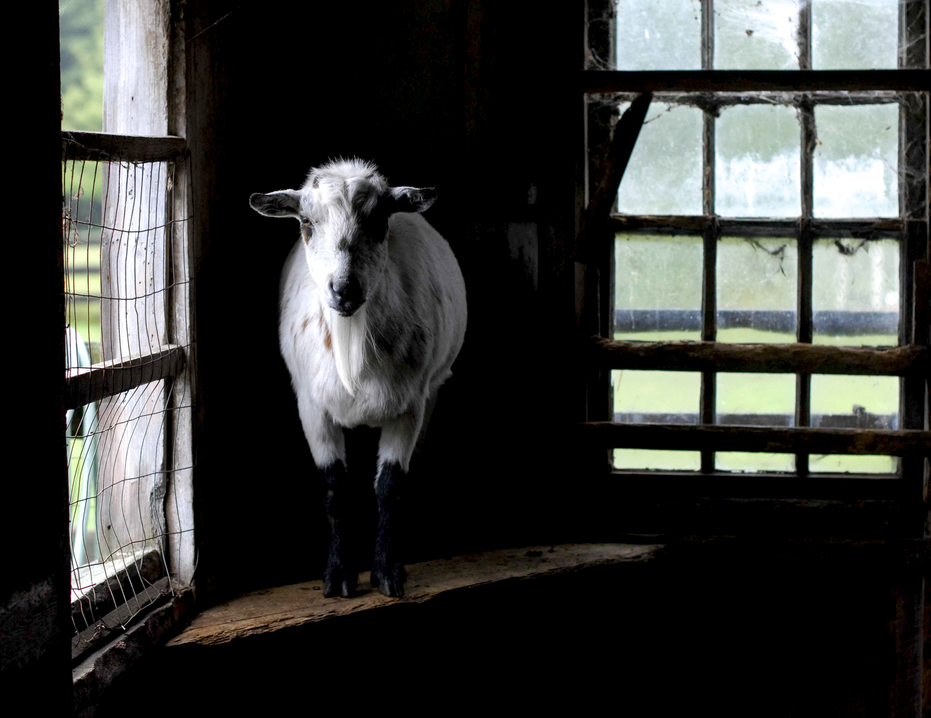 Goatie on the Edge by Nina Fuller