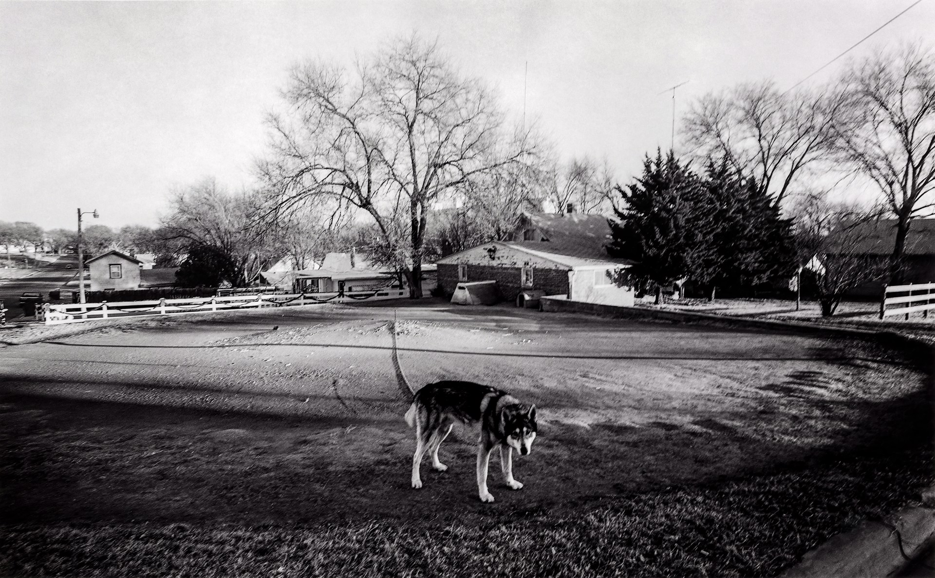 Dog on a Chain, Merry Christmas, Dodge City, Kansas by Lawrence McFarland