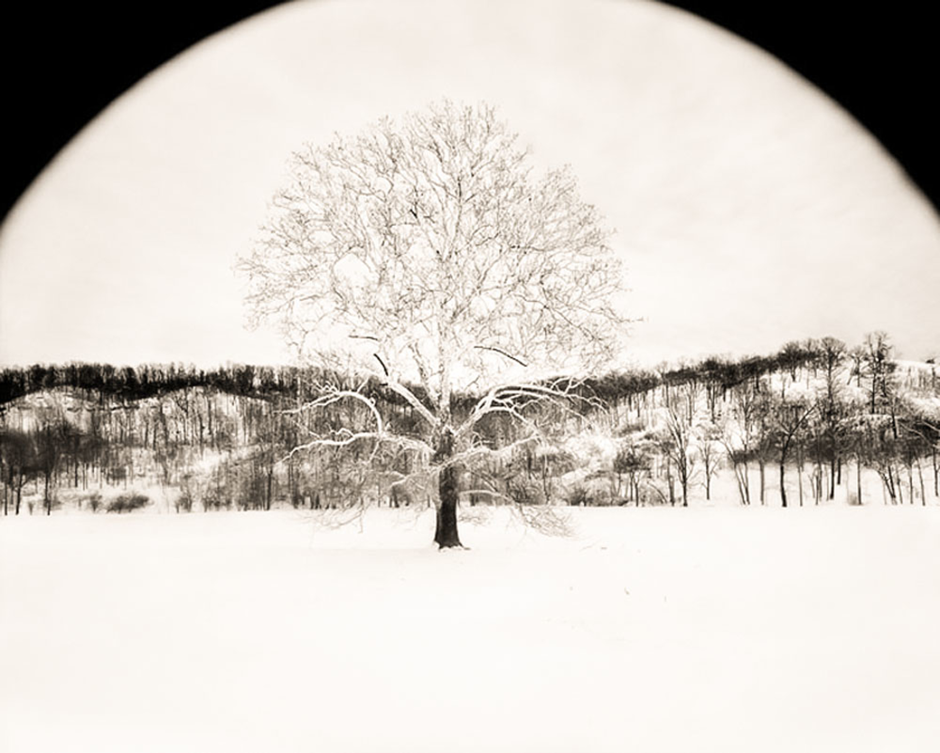 Tree In Winter (2/34) by Frank Hunter