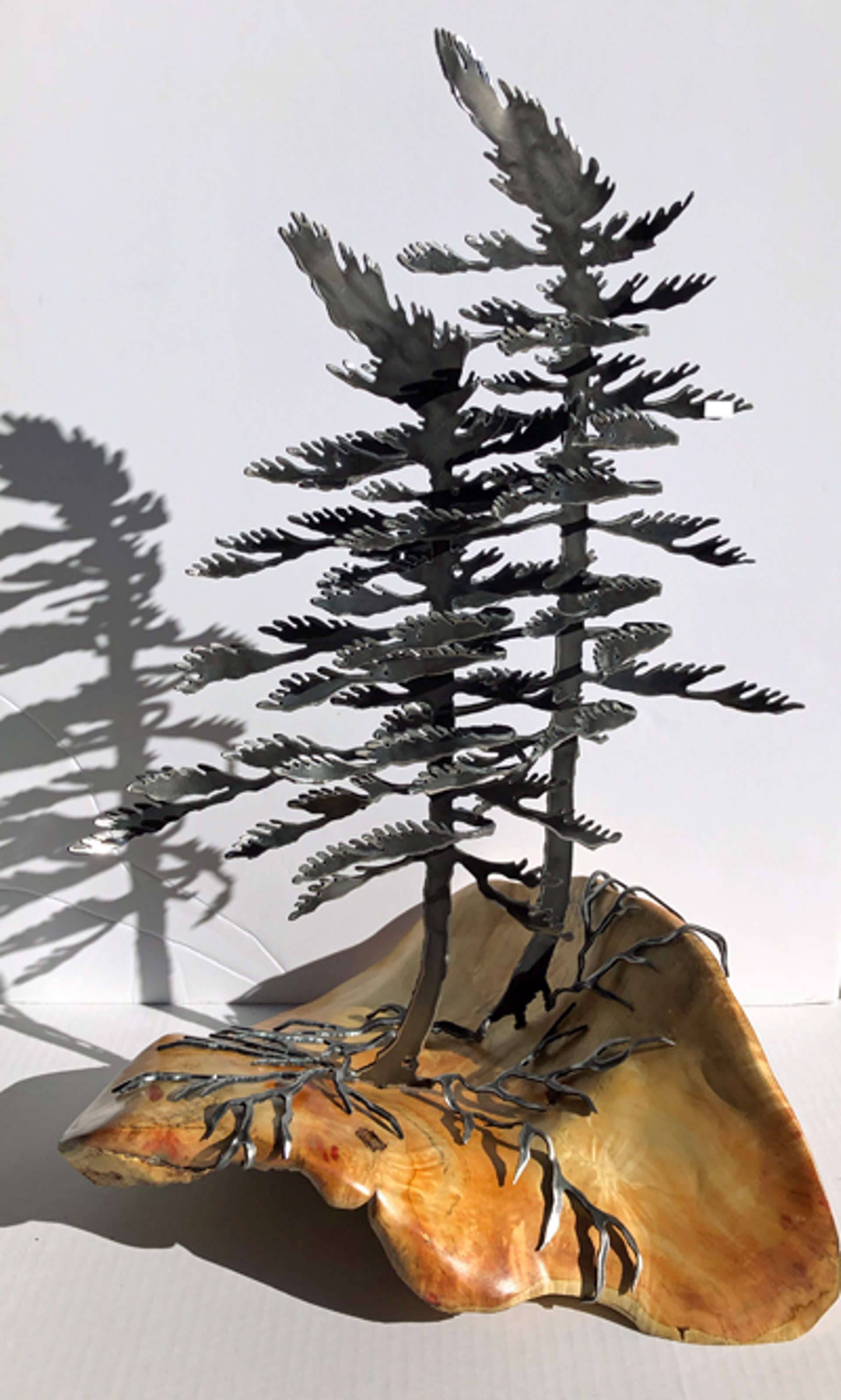 Two Windswept Pine on Manitoba Maple 6138 by Cathy Mark