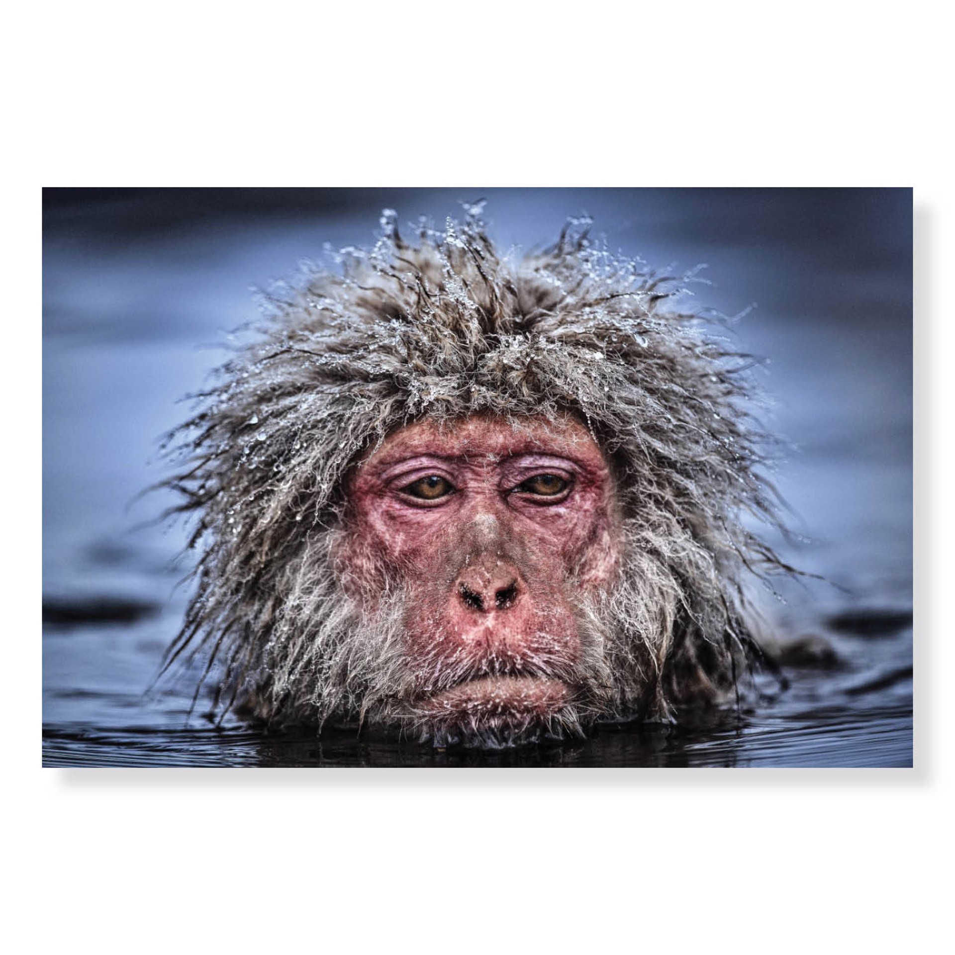 Grumpy Monkey (Color) by David Yarrow