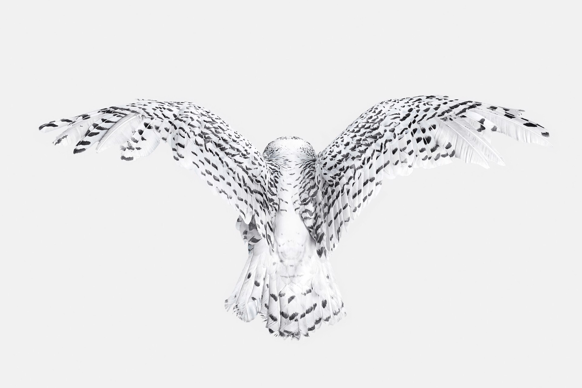 Snowy Owl Wings by Randal Ford