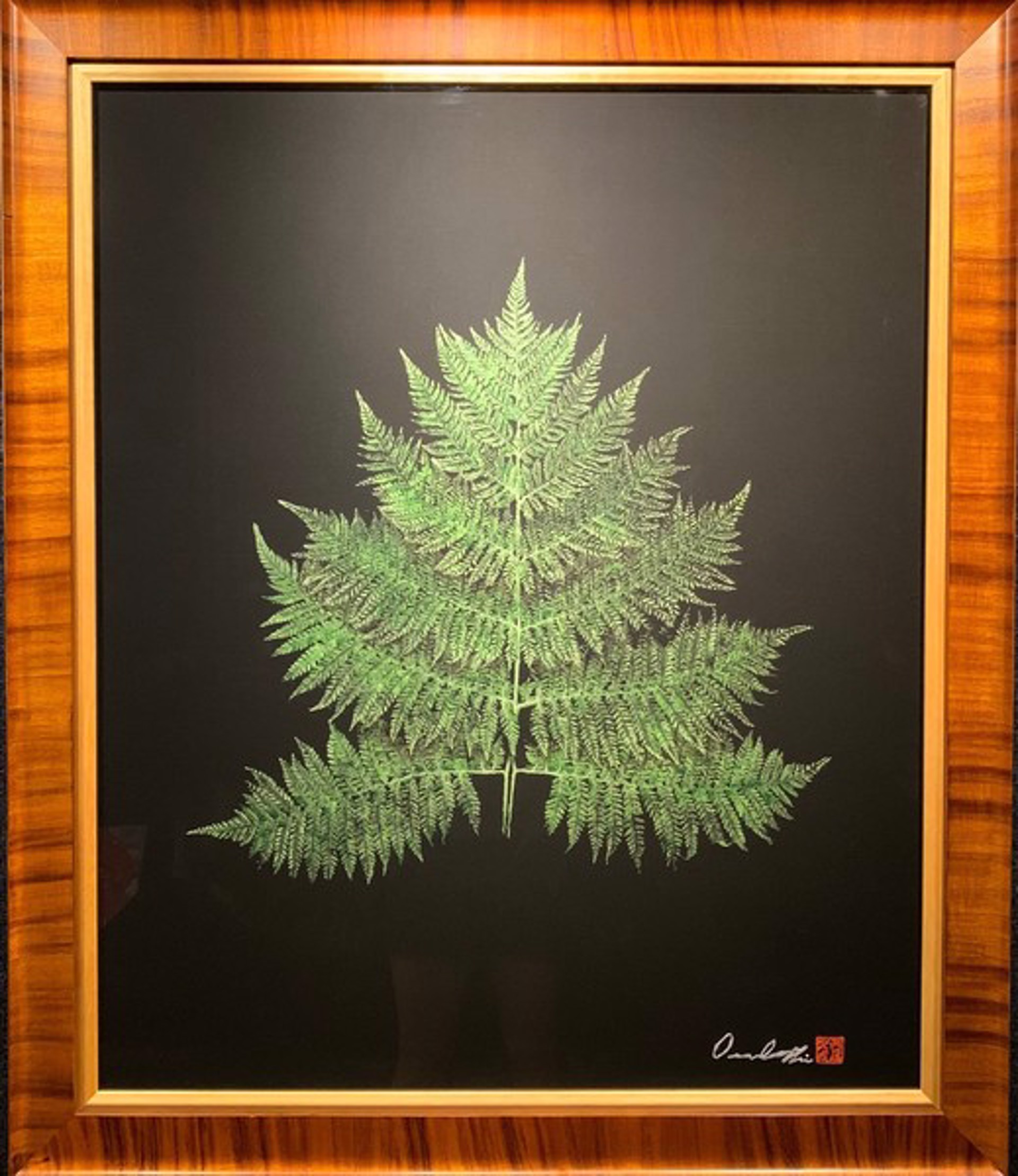 Palapalai Fern by Desmond Thain