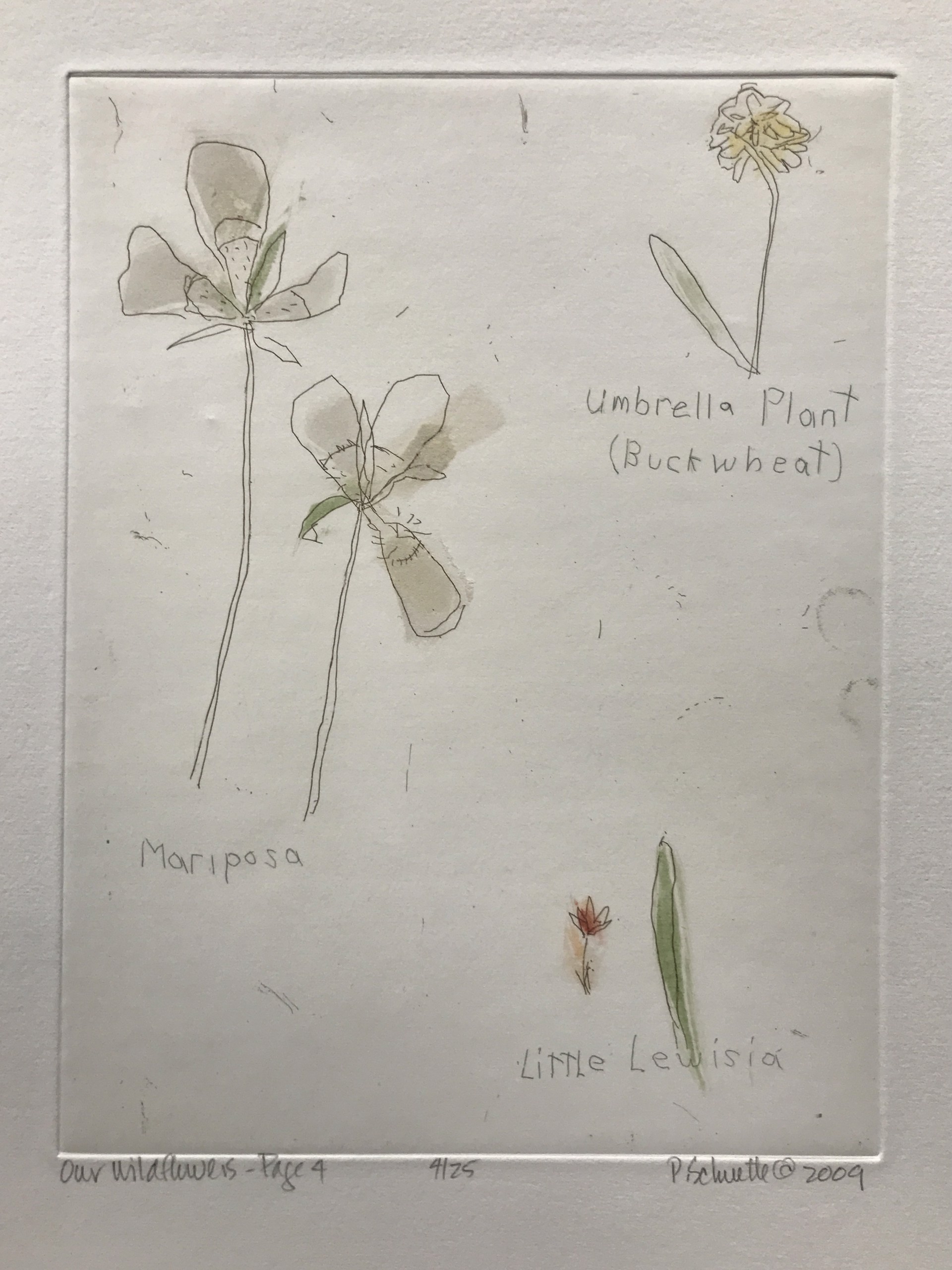 Our Wildflowers - Page 4 by Paula Schuette Kraemer