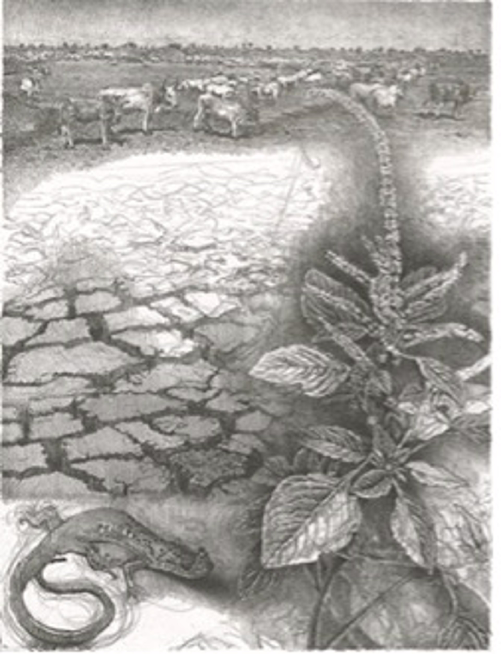 Siccative by Curtis Bartone