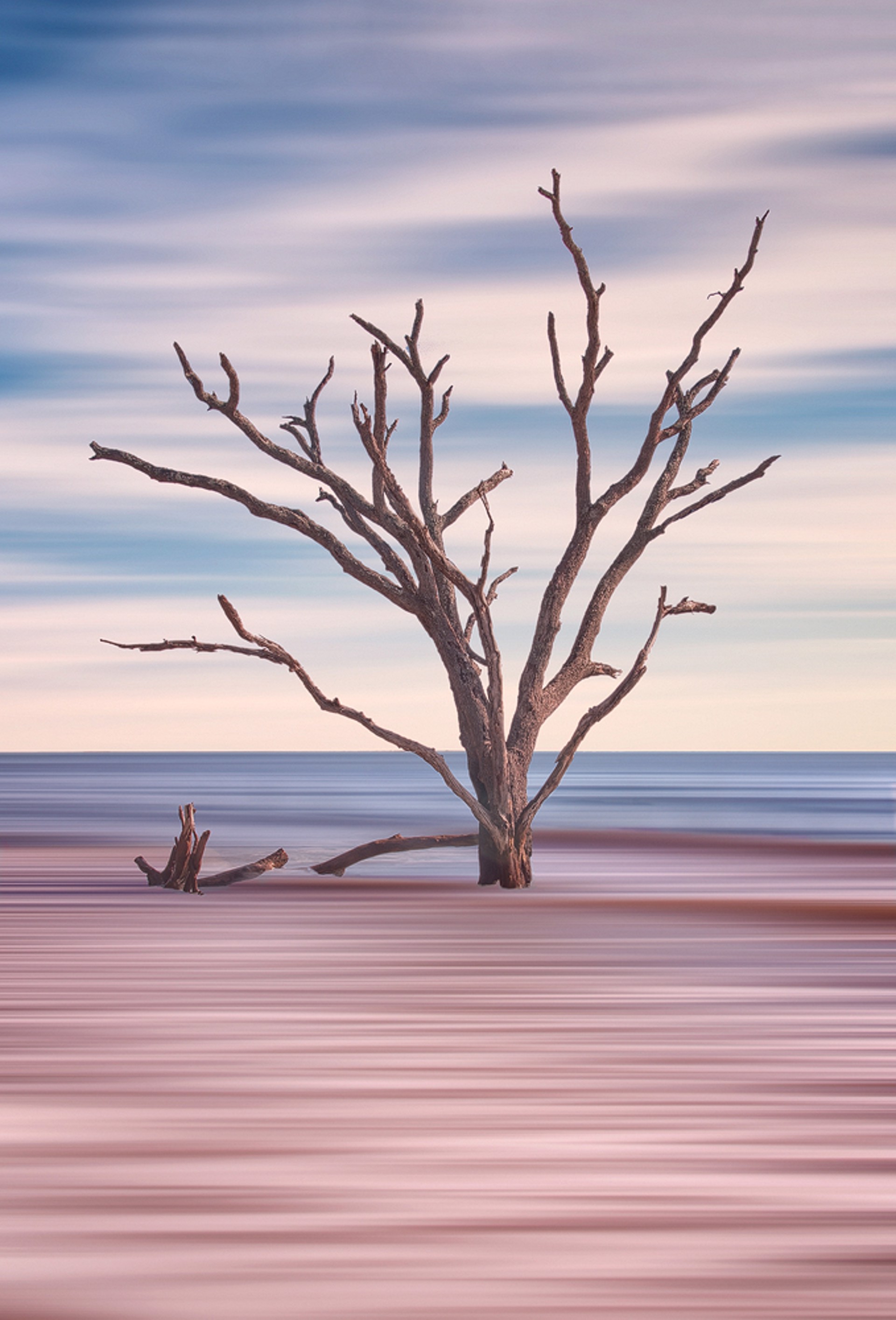 Solitary Driftwood Tree In Botany Bay by Barry Vangrov