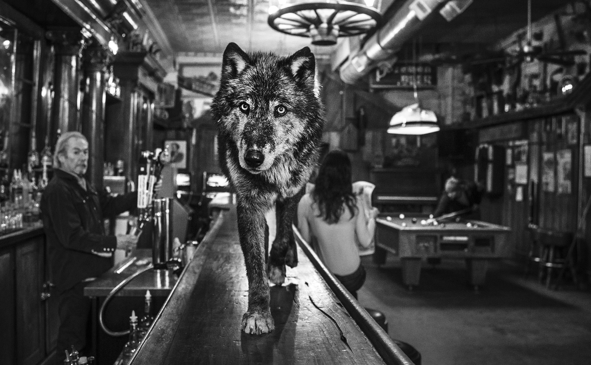 The Wolf of Main Street II by David Yarrow