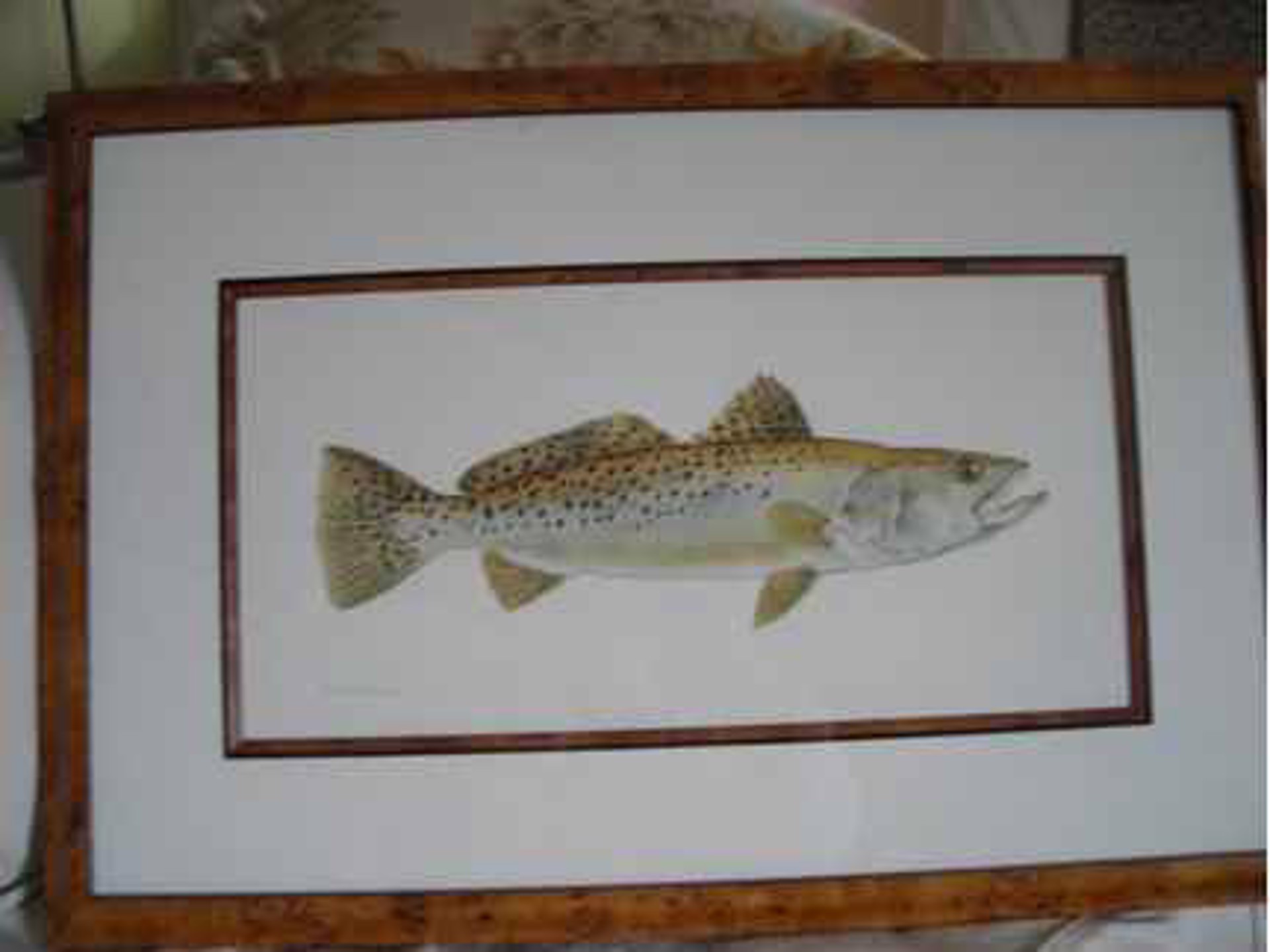 Spotted Sea Trout by Flick Ford
