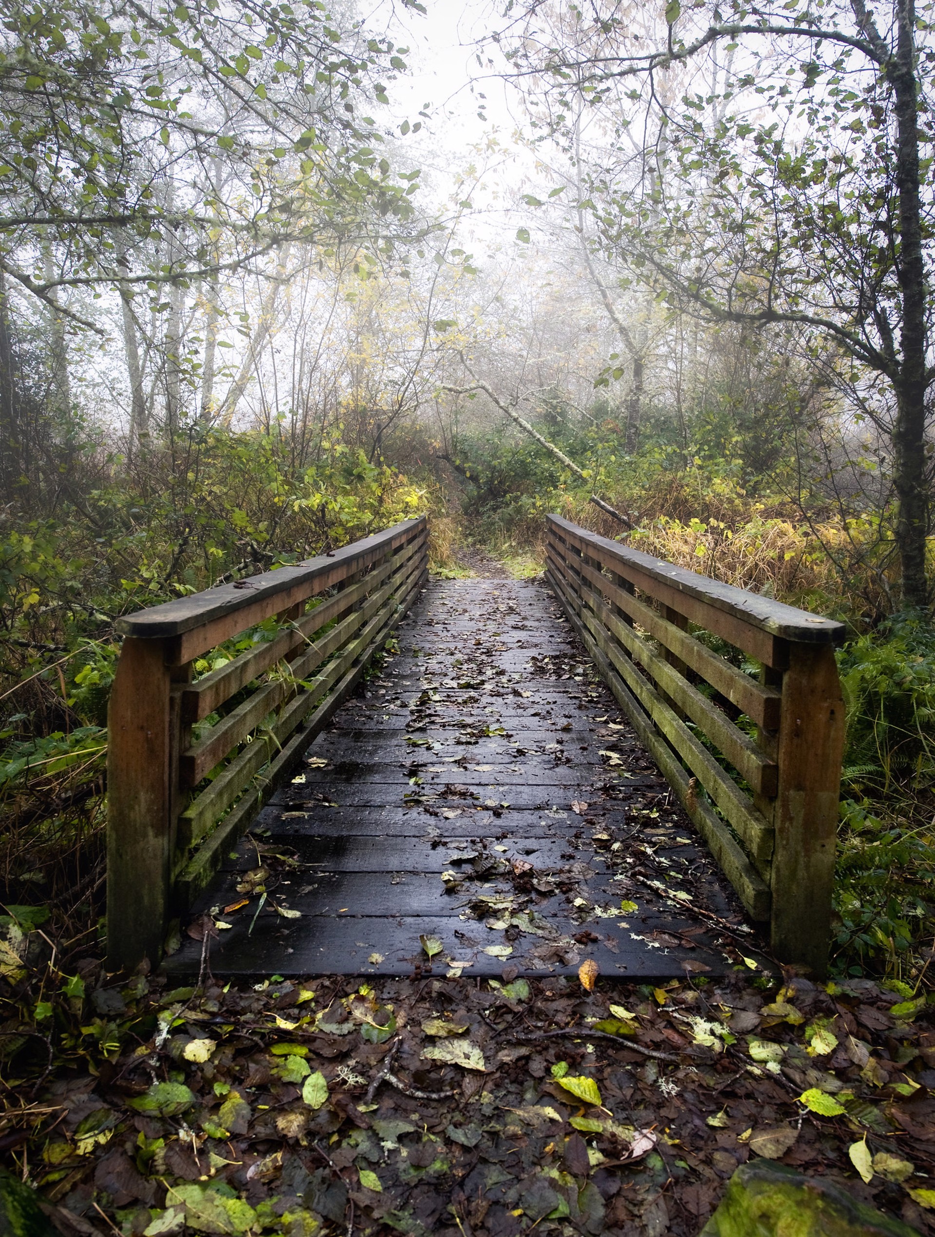 Footbridge in Fall by Jody Miller