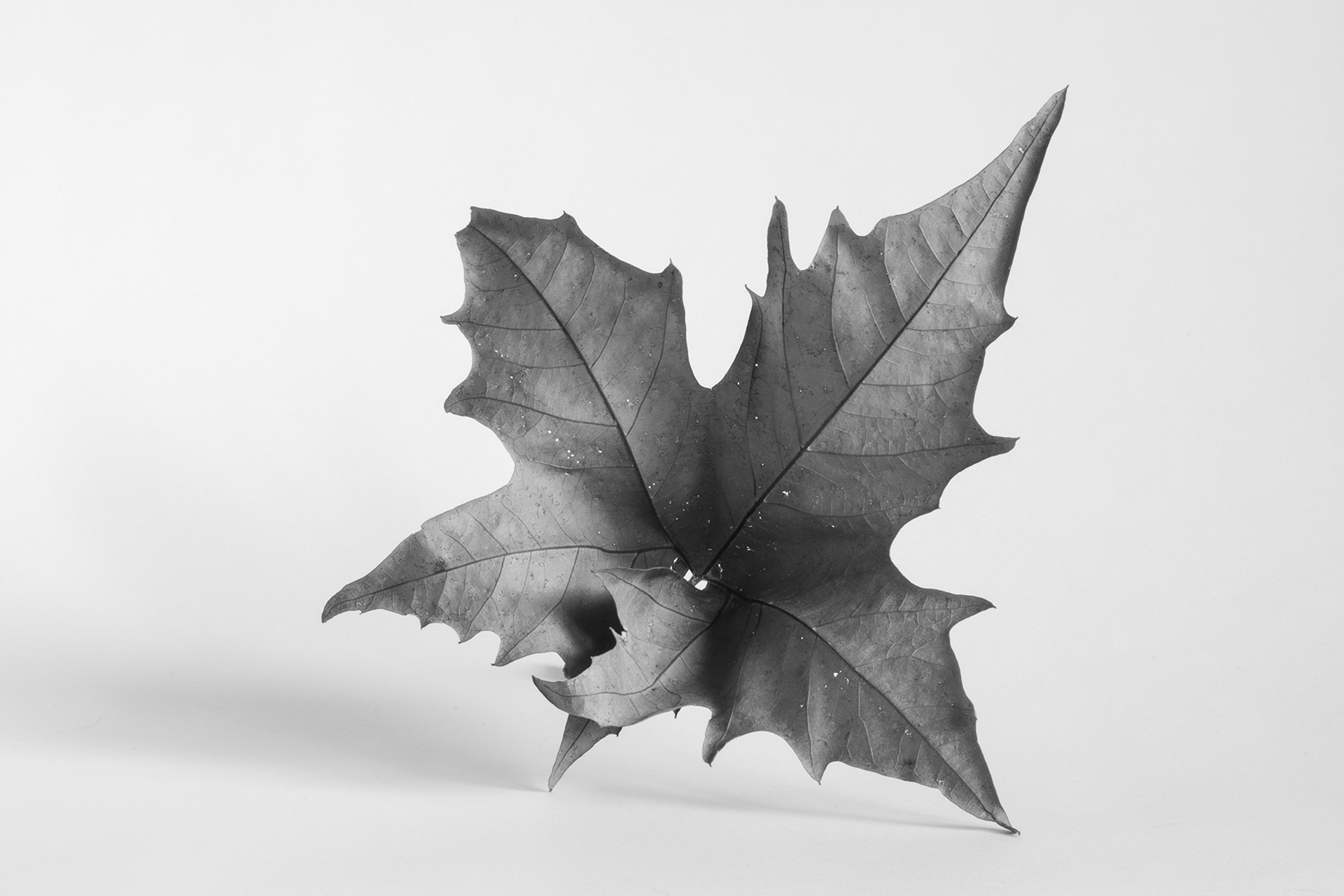 Leaf O537 by Alyson Belcher