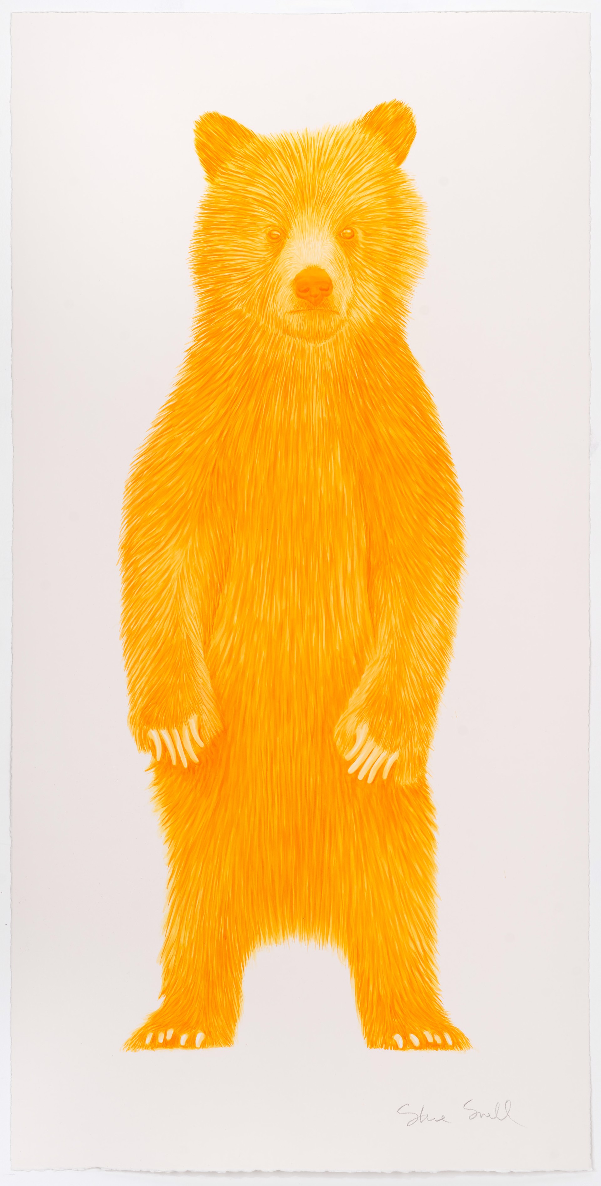 Golden Cub by Steve Snell