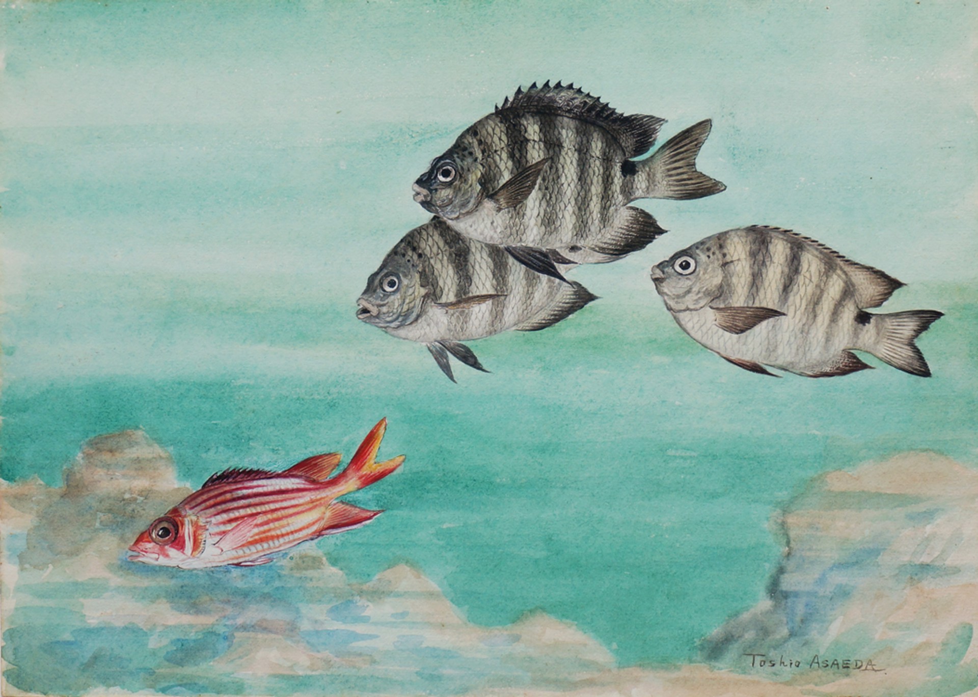 Pomcentridae (Damsel fishes) and Squirrel fish by Toshio Asaeda