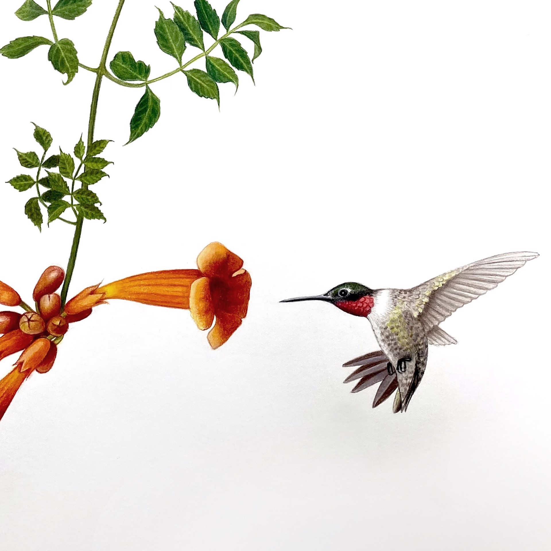 Trumpet Vine with Ruby Throated Hummingbird, Red Admirals & Monarch by Hannah Hanlon