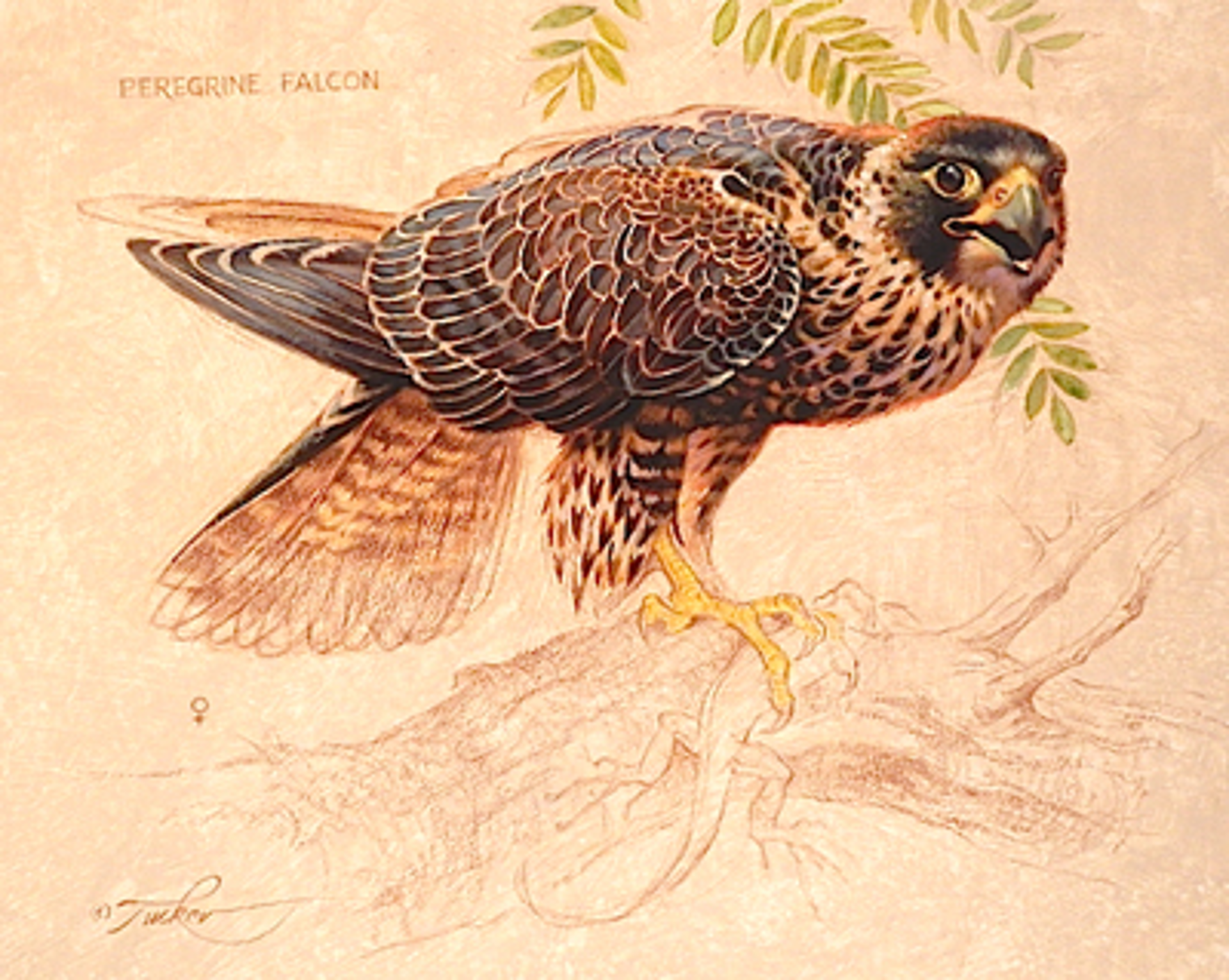 Peregrine Falcon (F) by Ezra Tucker