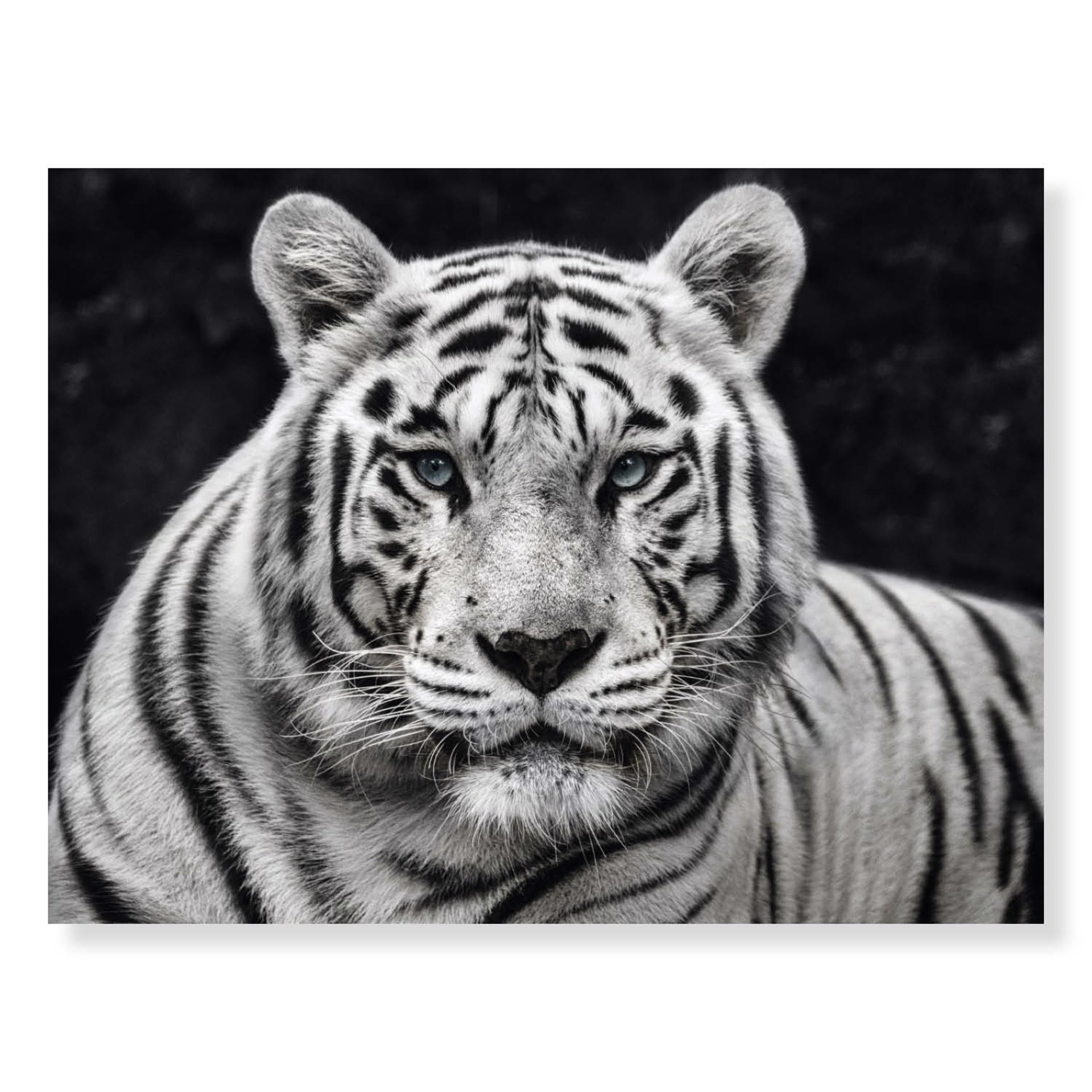 Mohan by David Yarrow