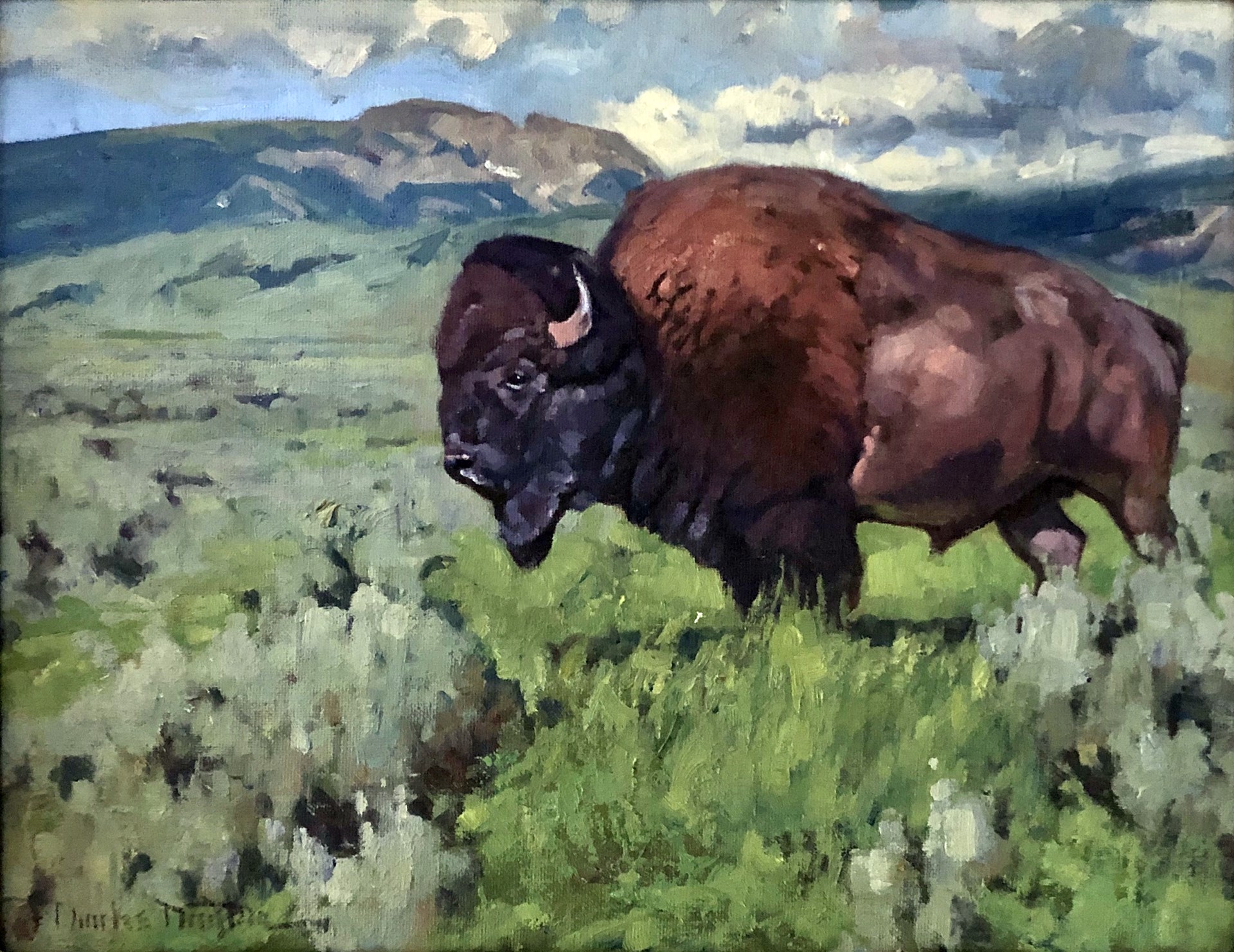 Bison by Charles Dayton