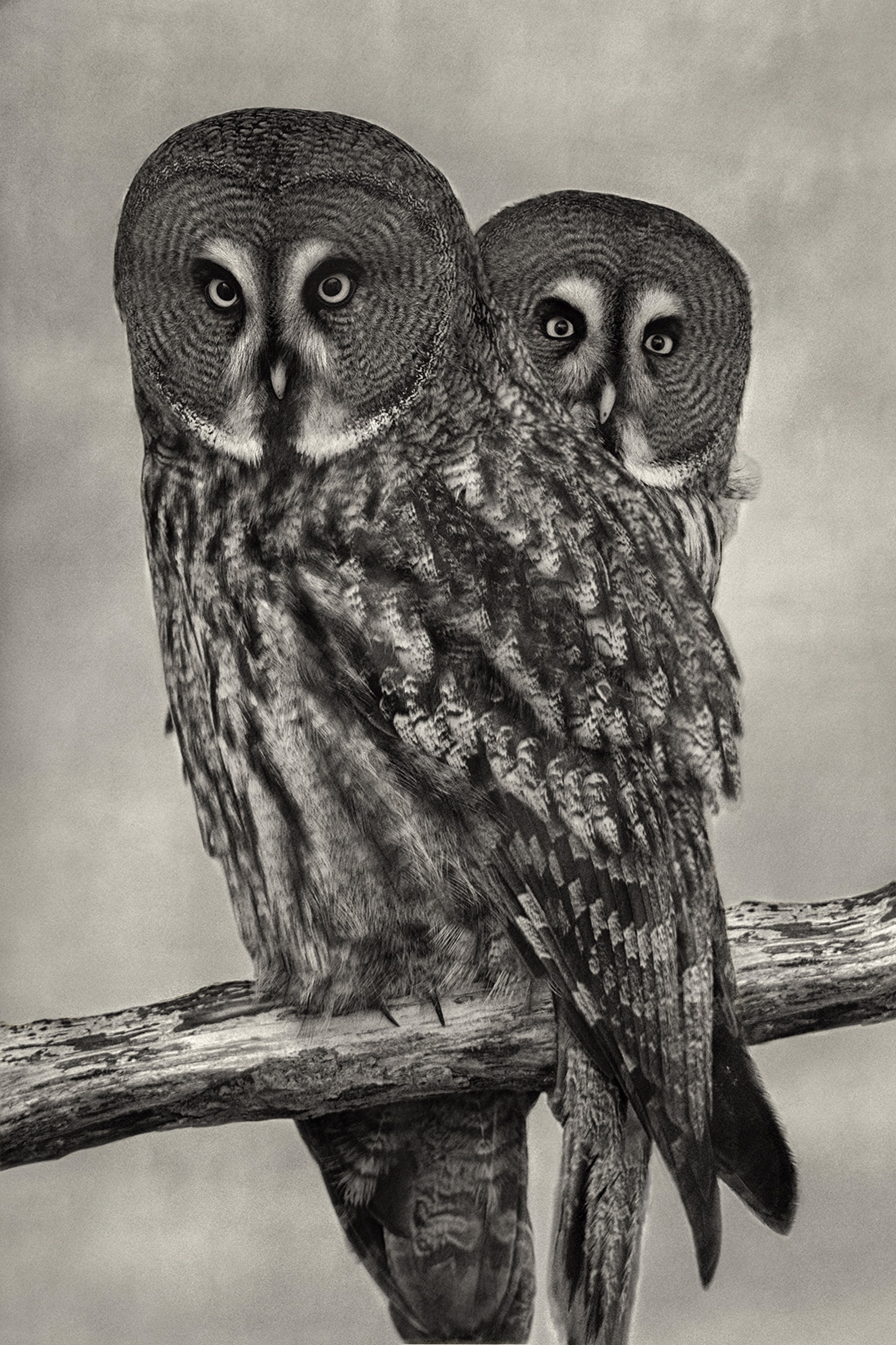 Great Gray Owls (edition of 9) by Beth Moon