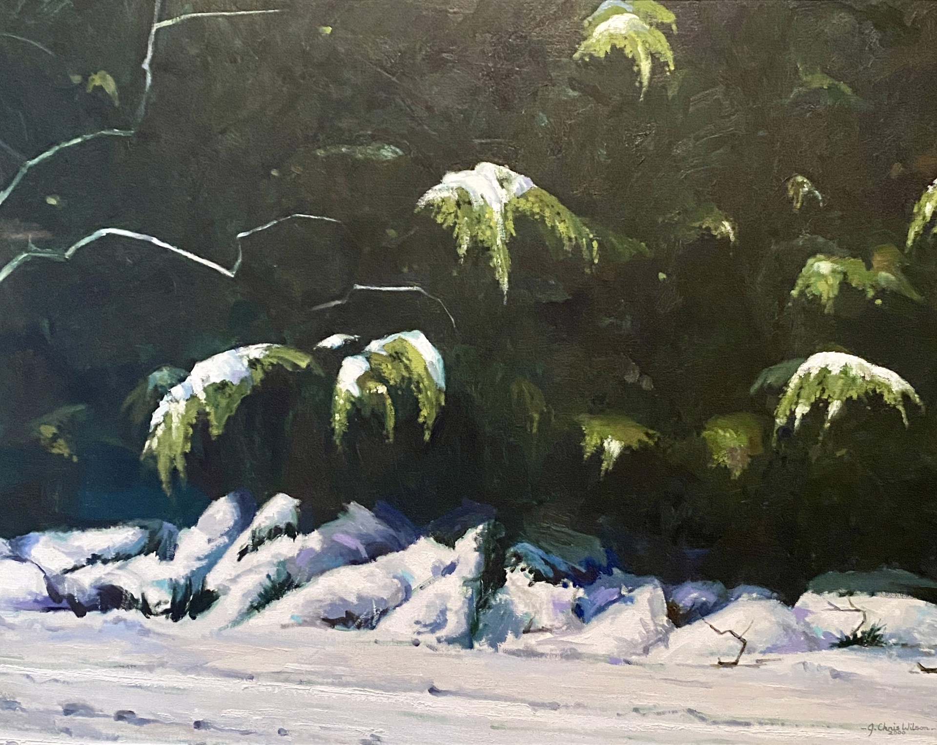 Snow on Cedars by J. Chris Wilson