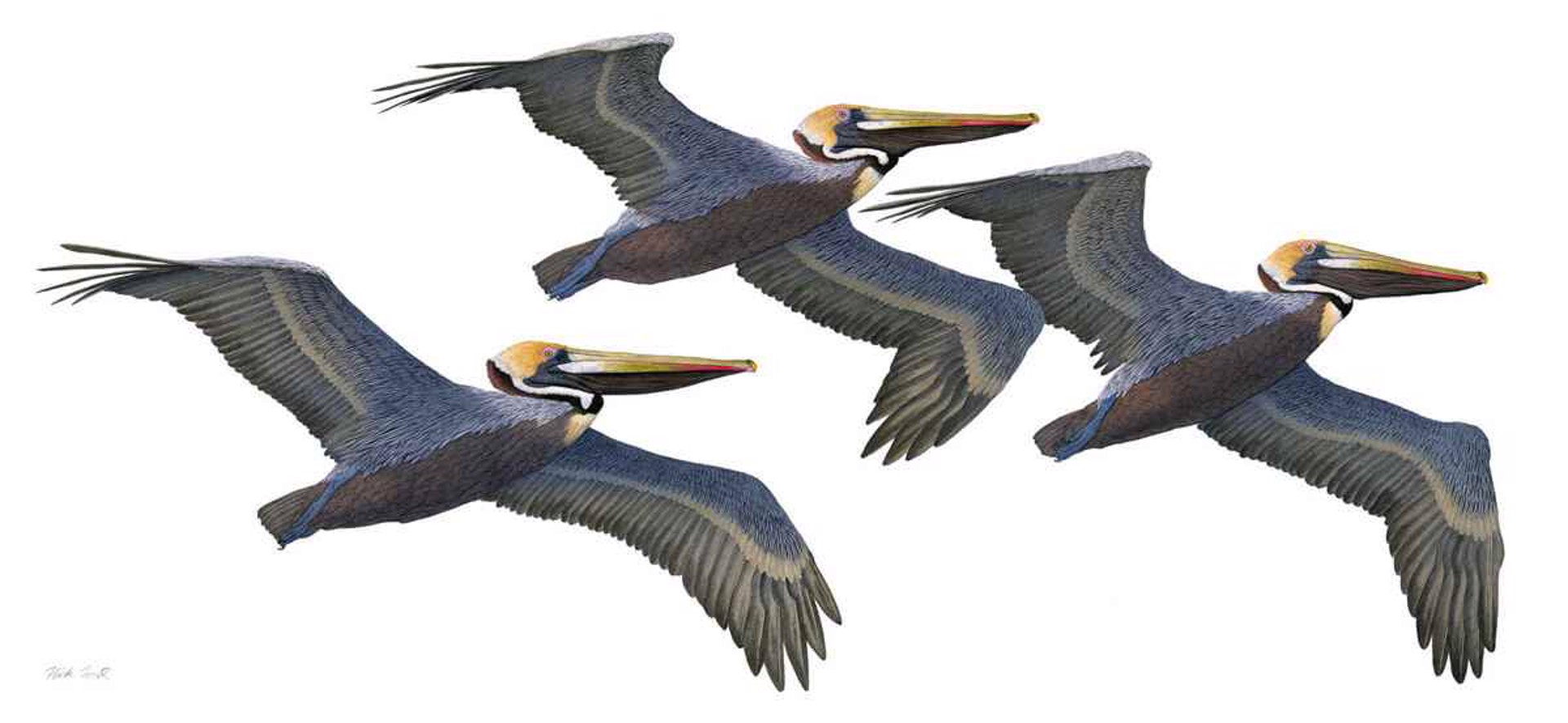 Pelicans in Formation by Flick Ford