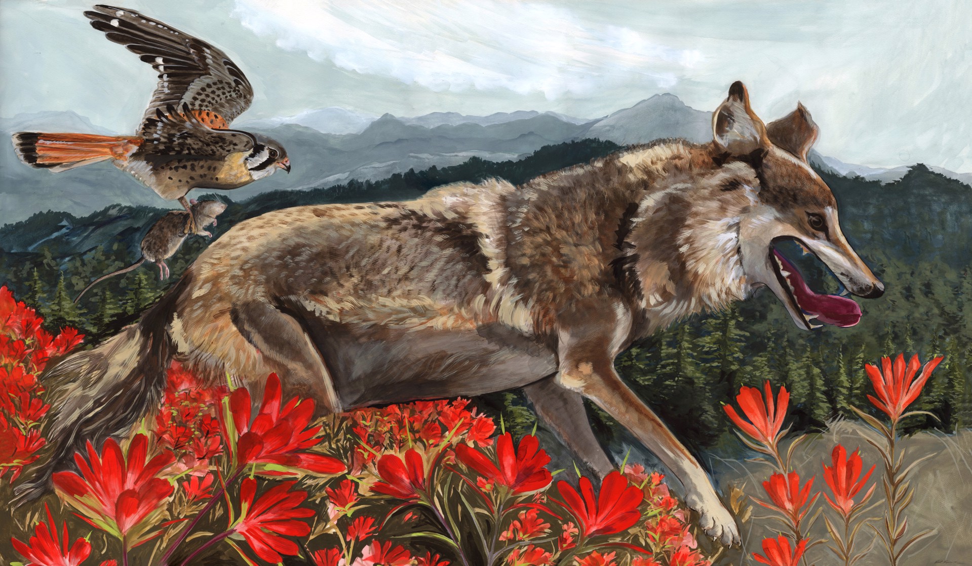 Beasts. Mexican Gray Wolf, Kestrel and Indian Paintbrush by Kat Kinnick