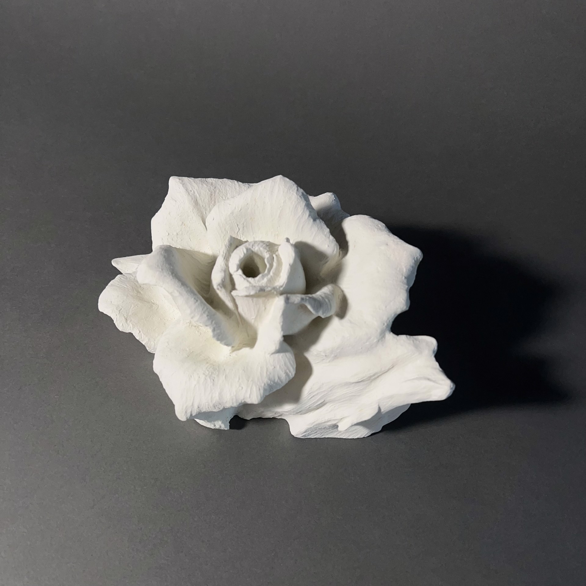 Large White Rose by Amanda Wood