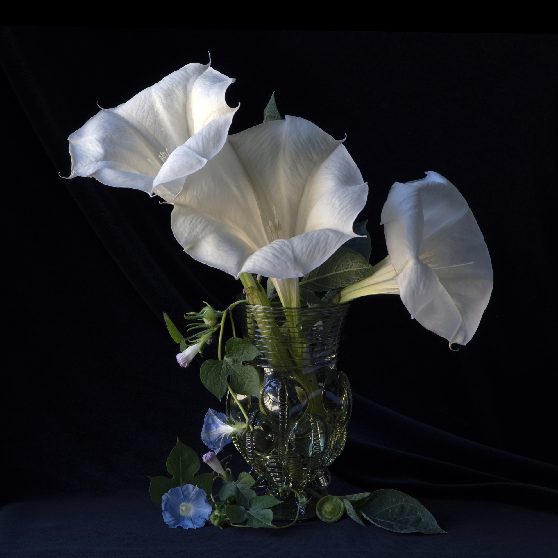 Datura in Green Glass, 2963 by Molly Wood