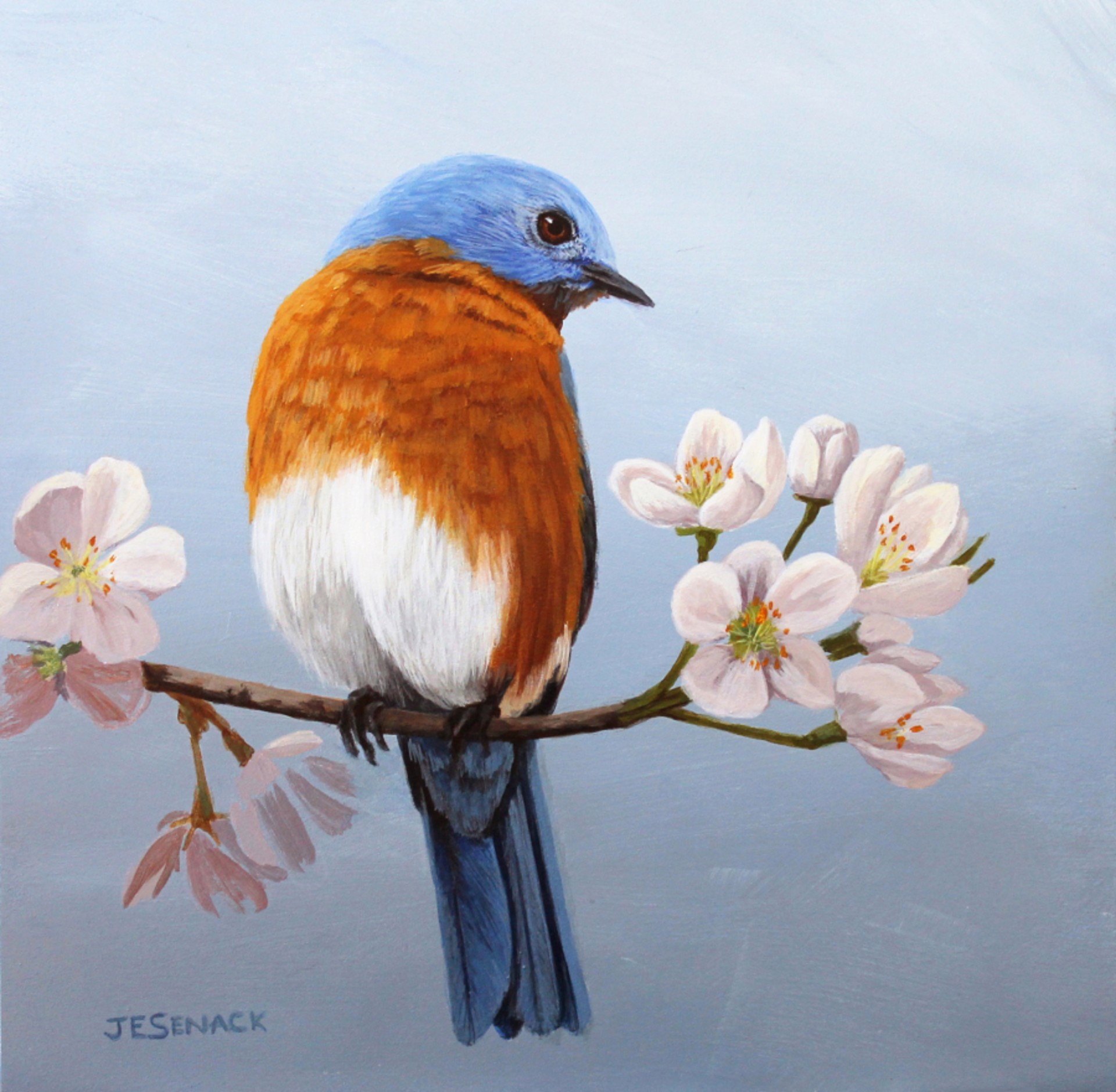 Bluebird with Cherry Blossoms by J.Elaine Senack