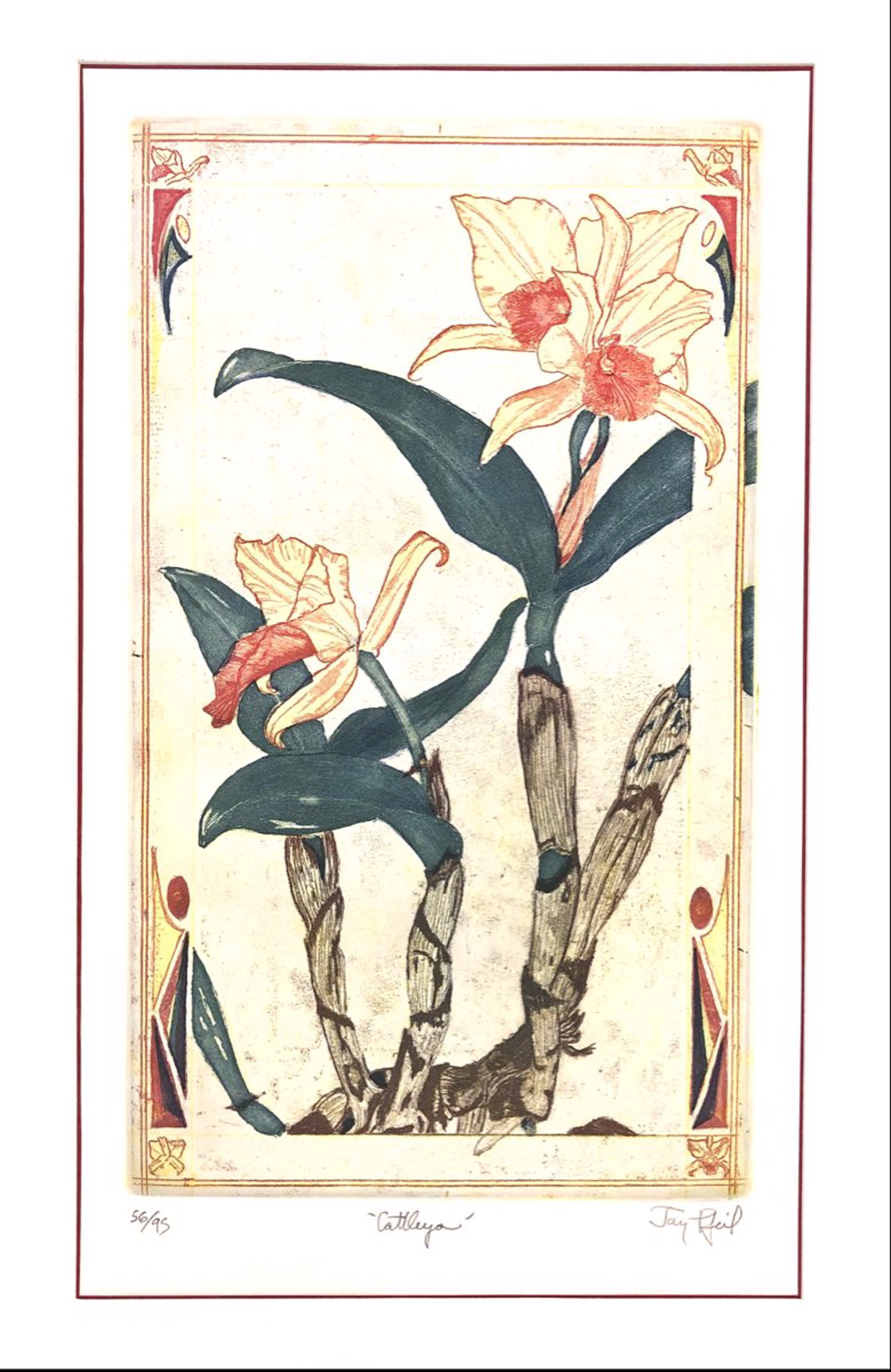 Cattleya (Unframed) by Jay Pfeil