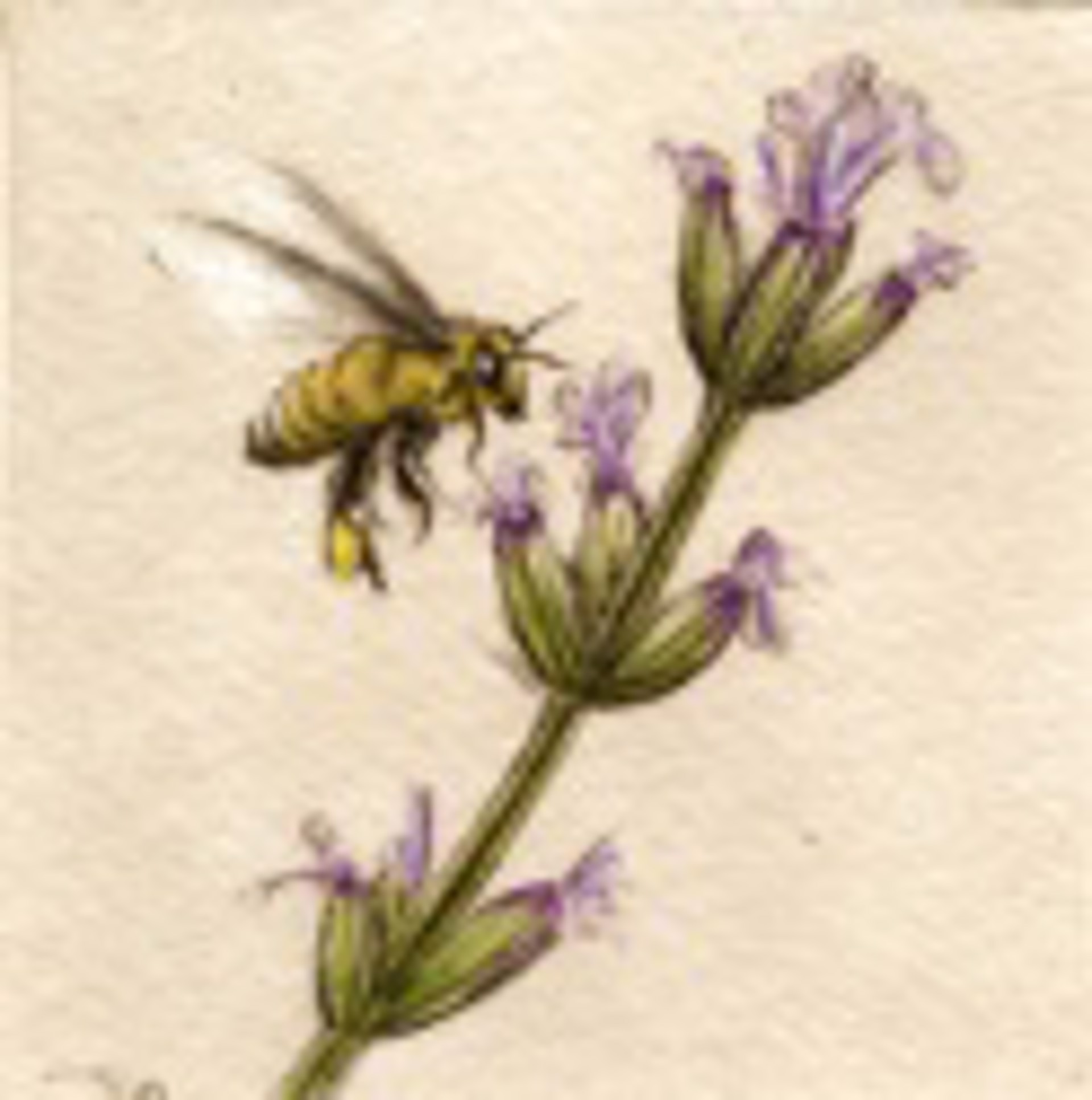 Honey Bee - unframed, #72/100 by Melanie Fain