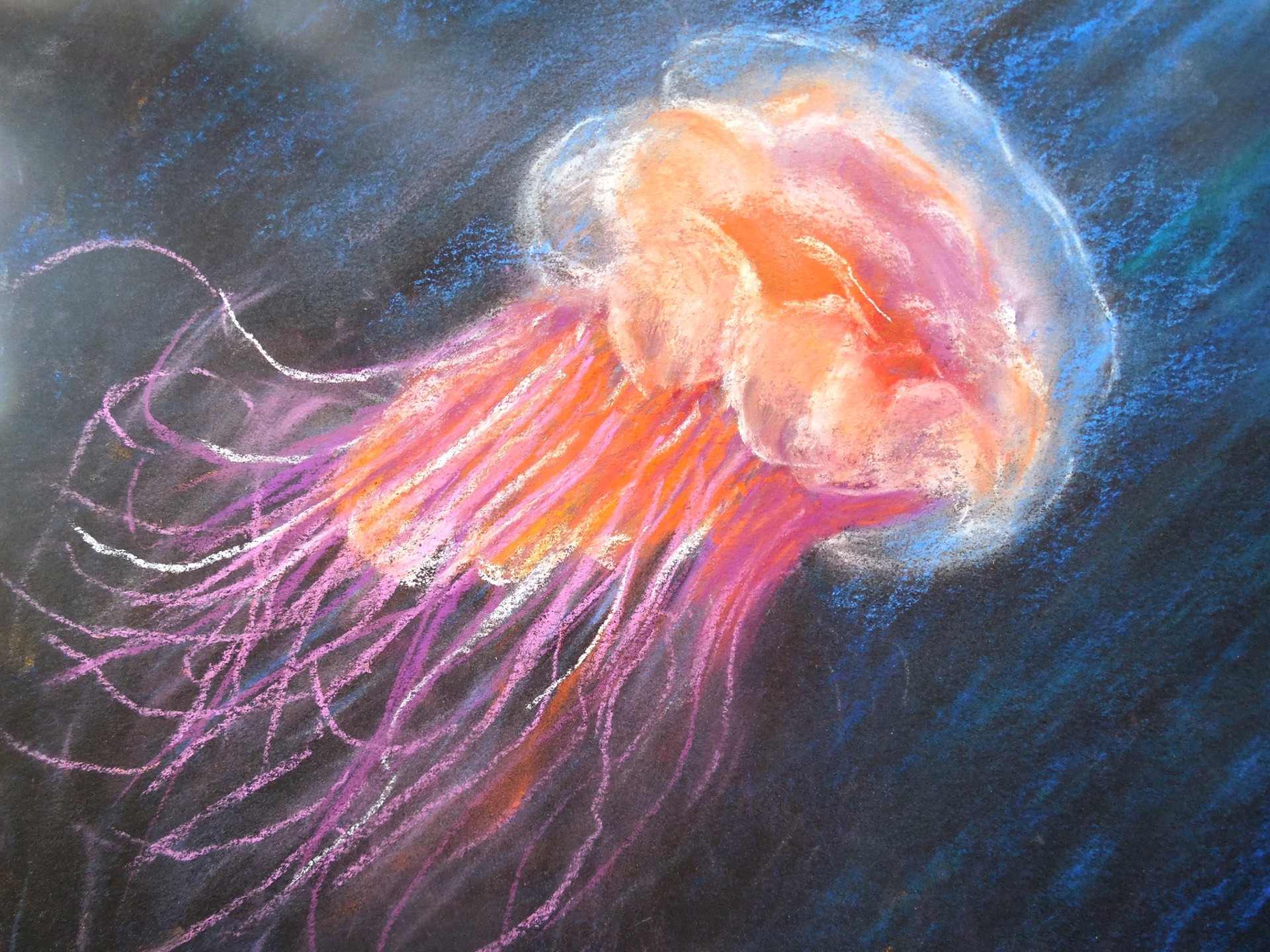 Atlantic Jellyfish by Florence Pinhorn