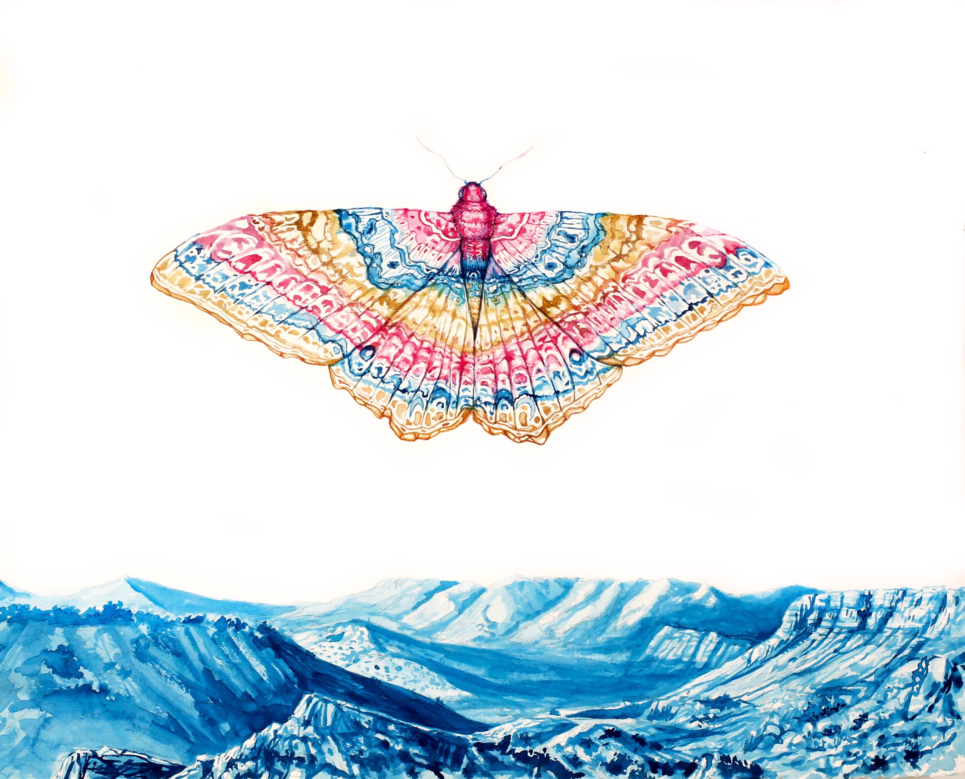 Luminous Moth Over Ocotillo Wilderness by Todd Ryan White