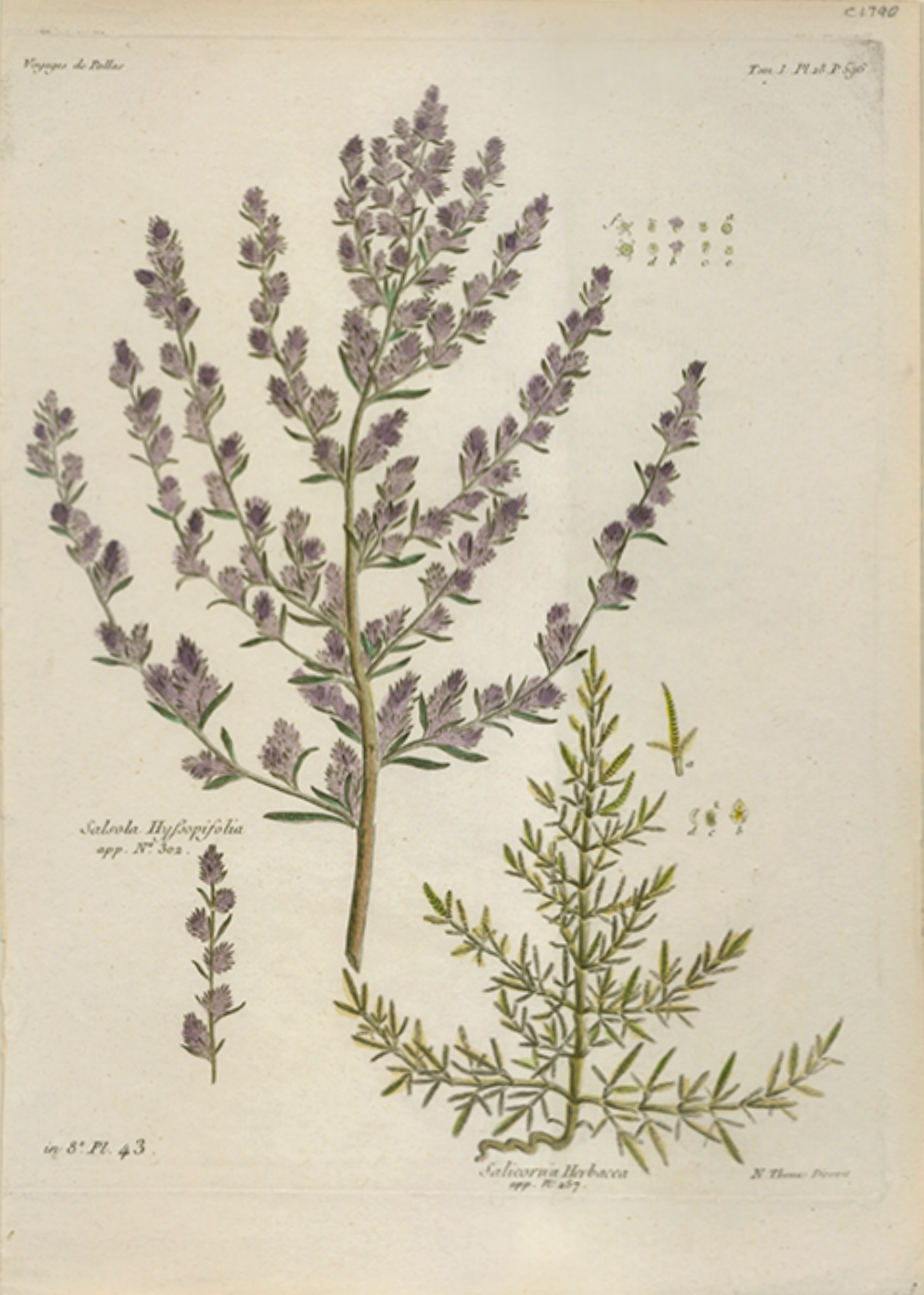 Salsola Hyssopifolia, Plate 18