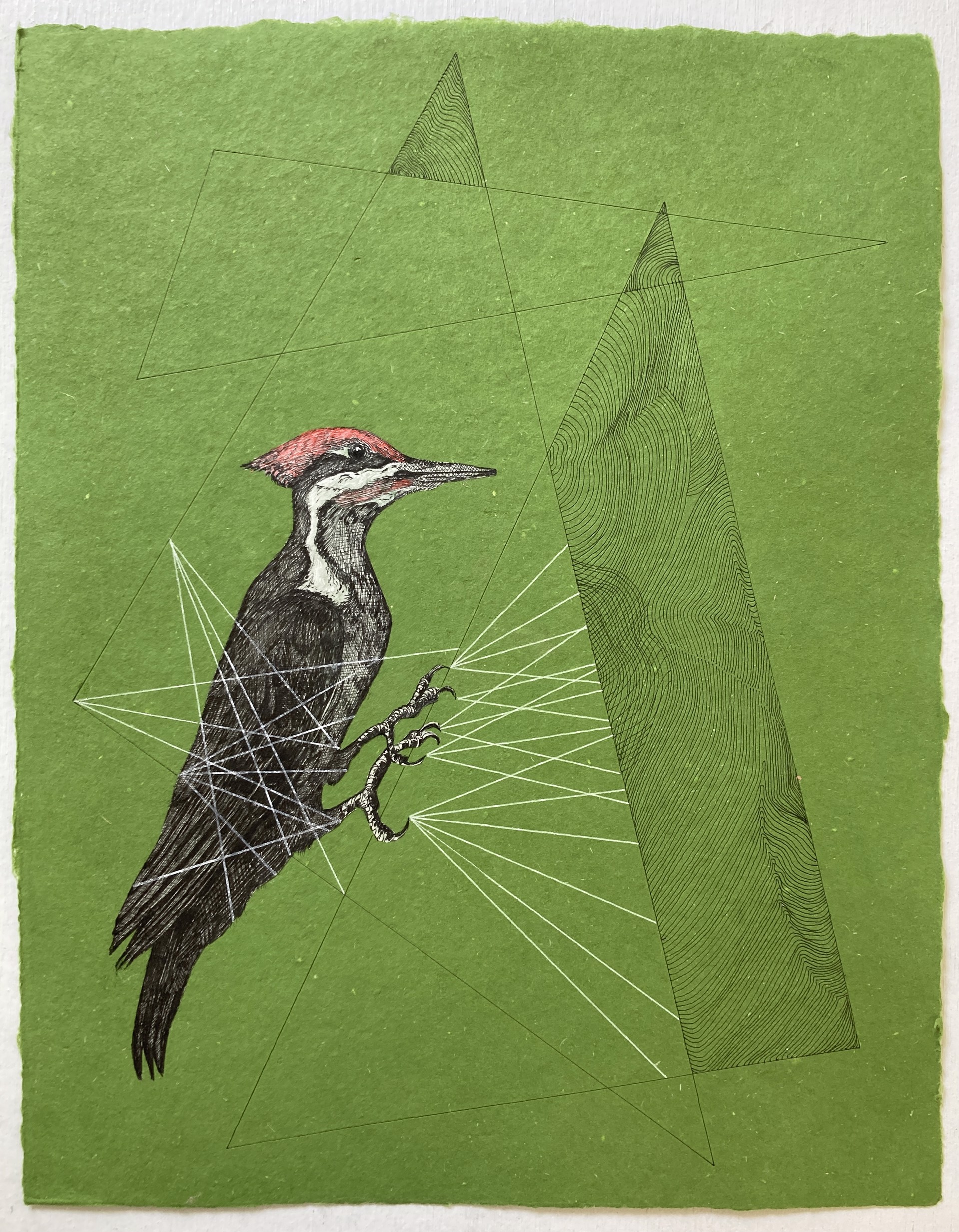 Do you see me? Pileated Woodpecker by Kirsten Furlong