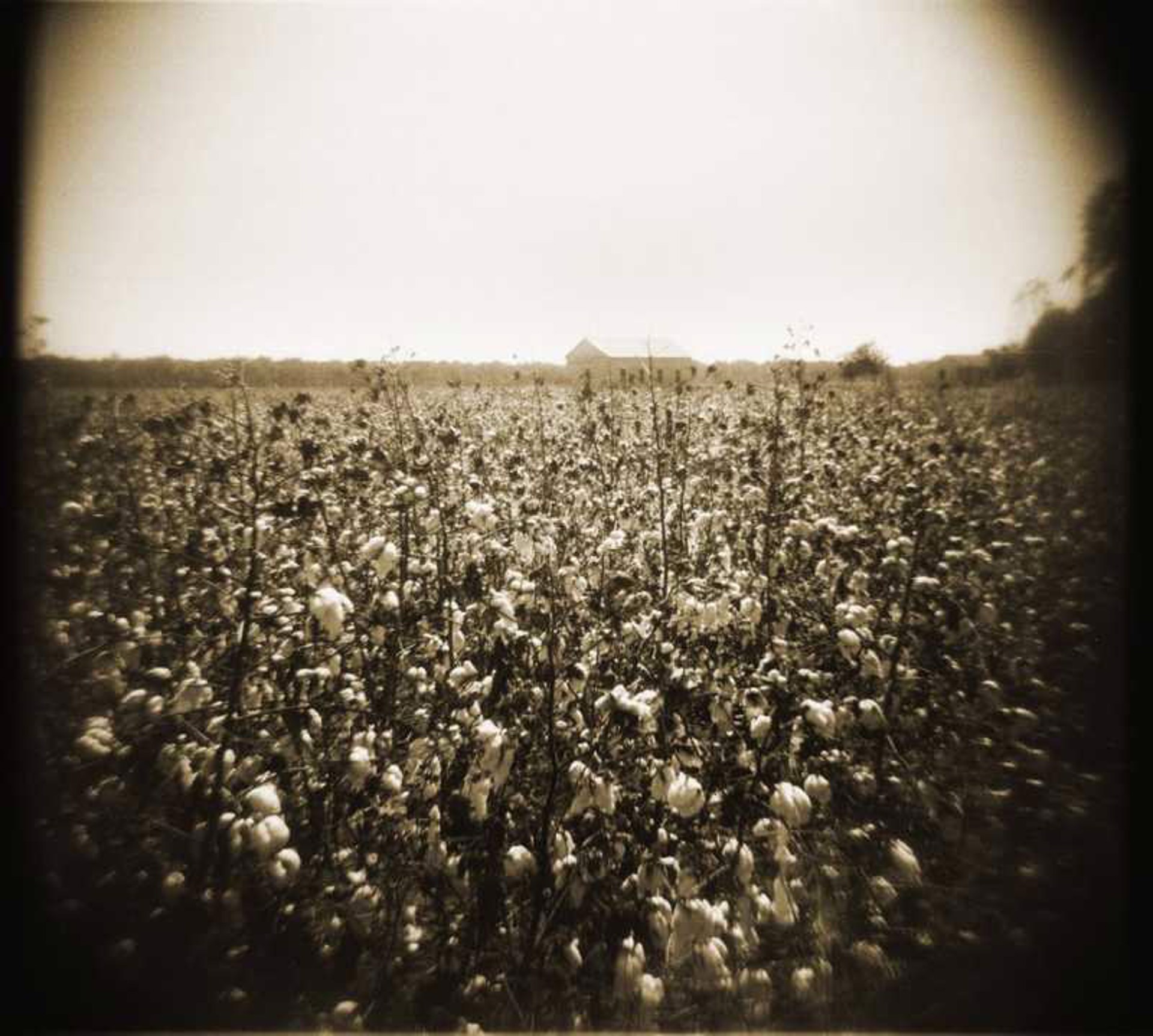 Cotton Fields, Ferriday, LA by Leslie Addison