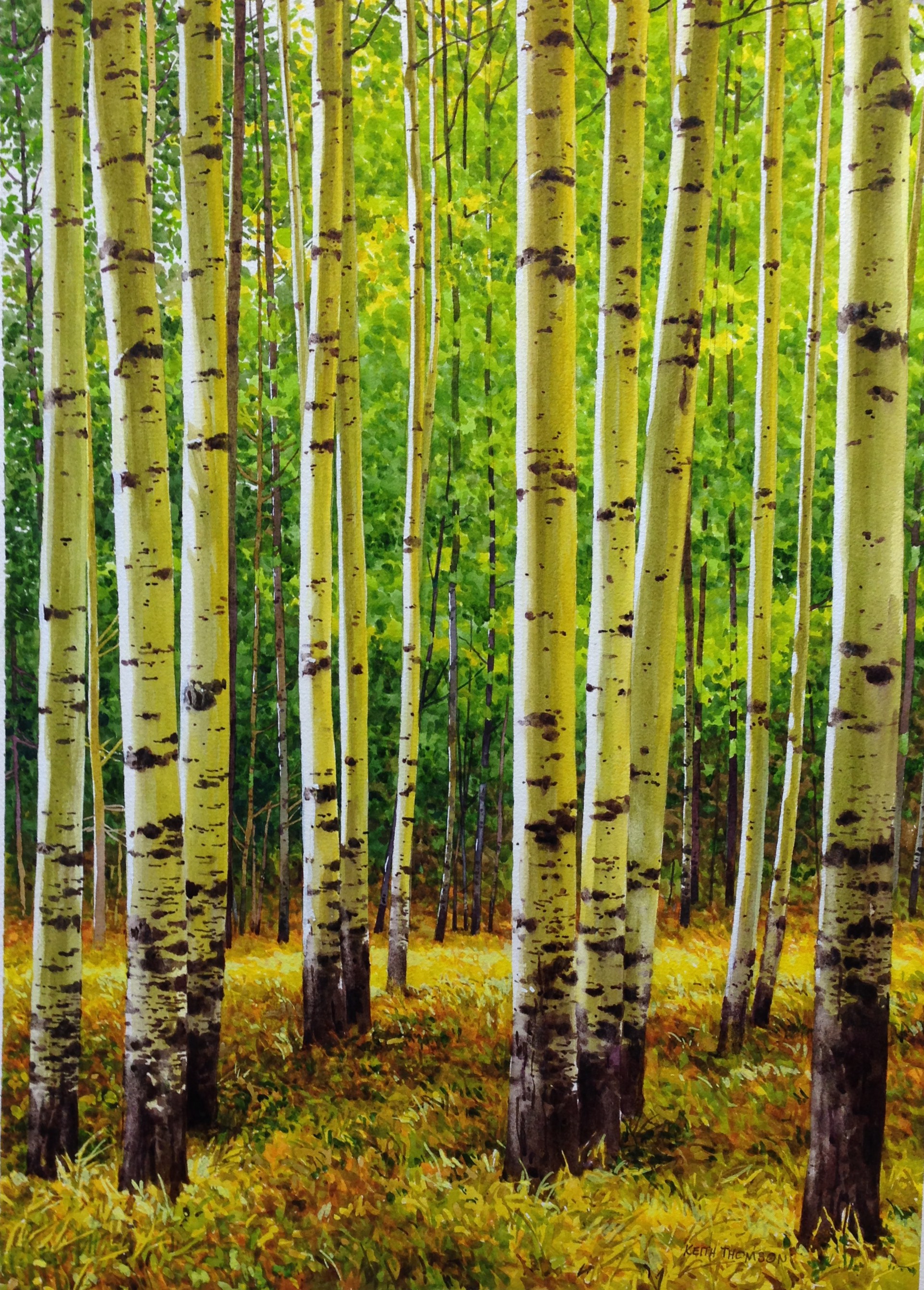 Silver Birch by Keith Thomson
