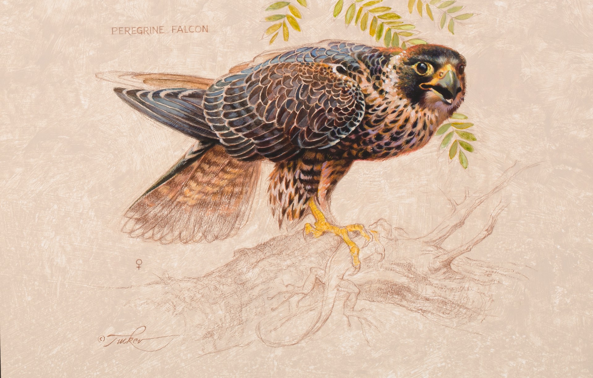 Peregrine Falcon (F) by Ezra Tucker