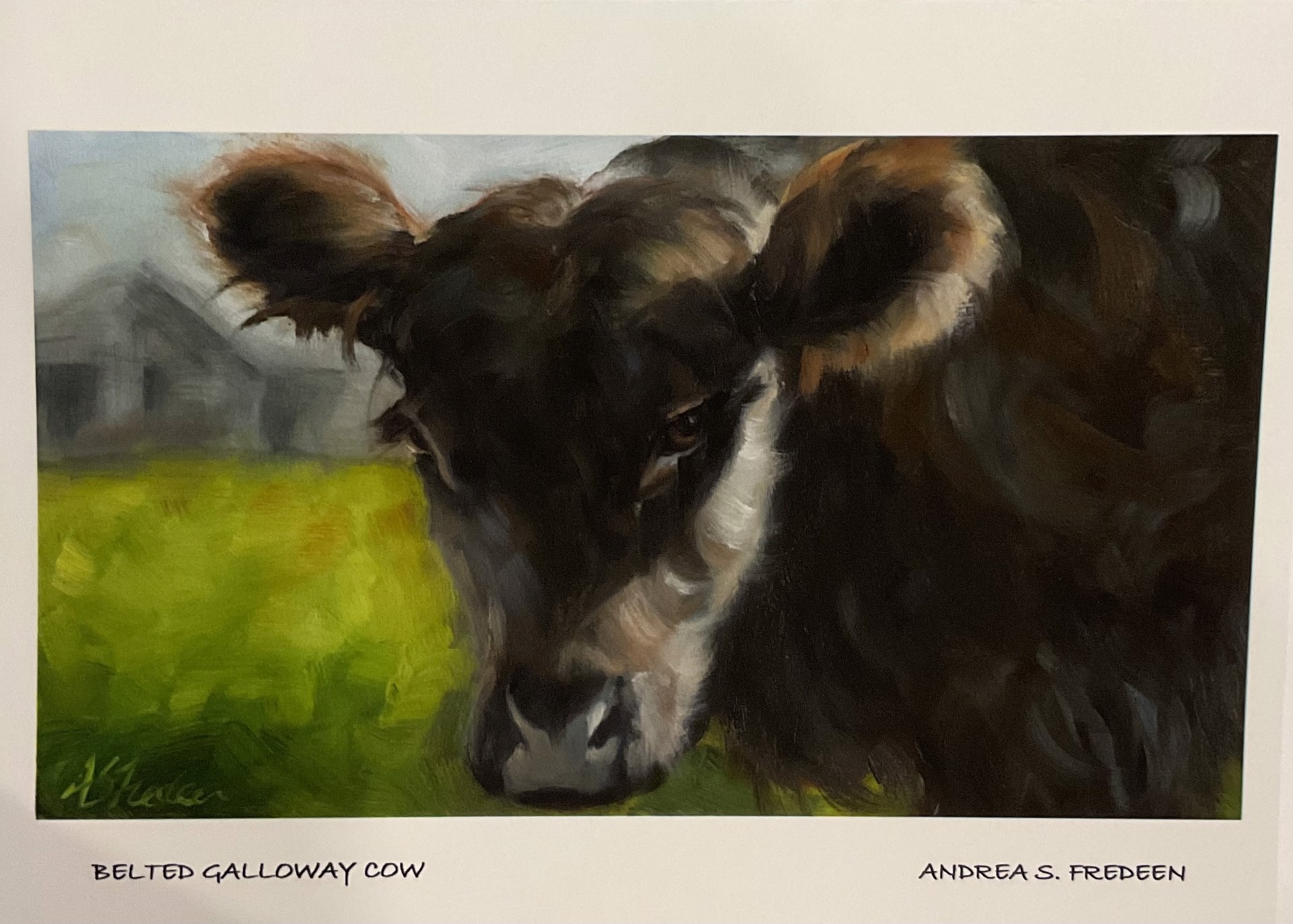 Belted Galloway Beauty - Large Card by Andrea S. Fredeen