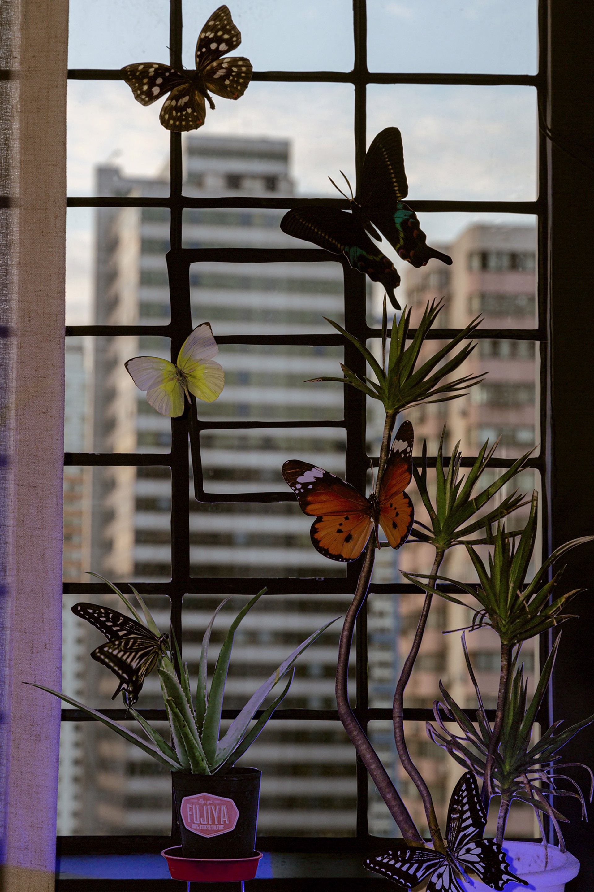 No Butterflies in My City by Xiwen Zhu