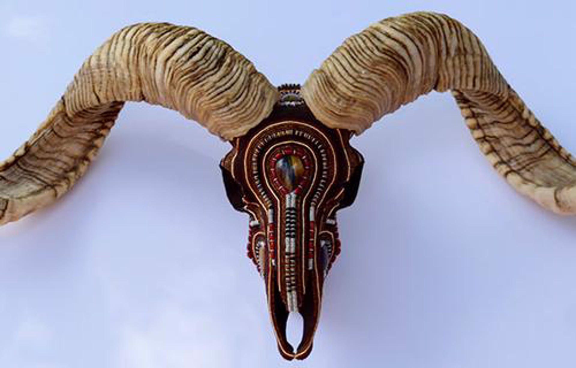 Coral Flying Ram by Ali Rouse