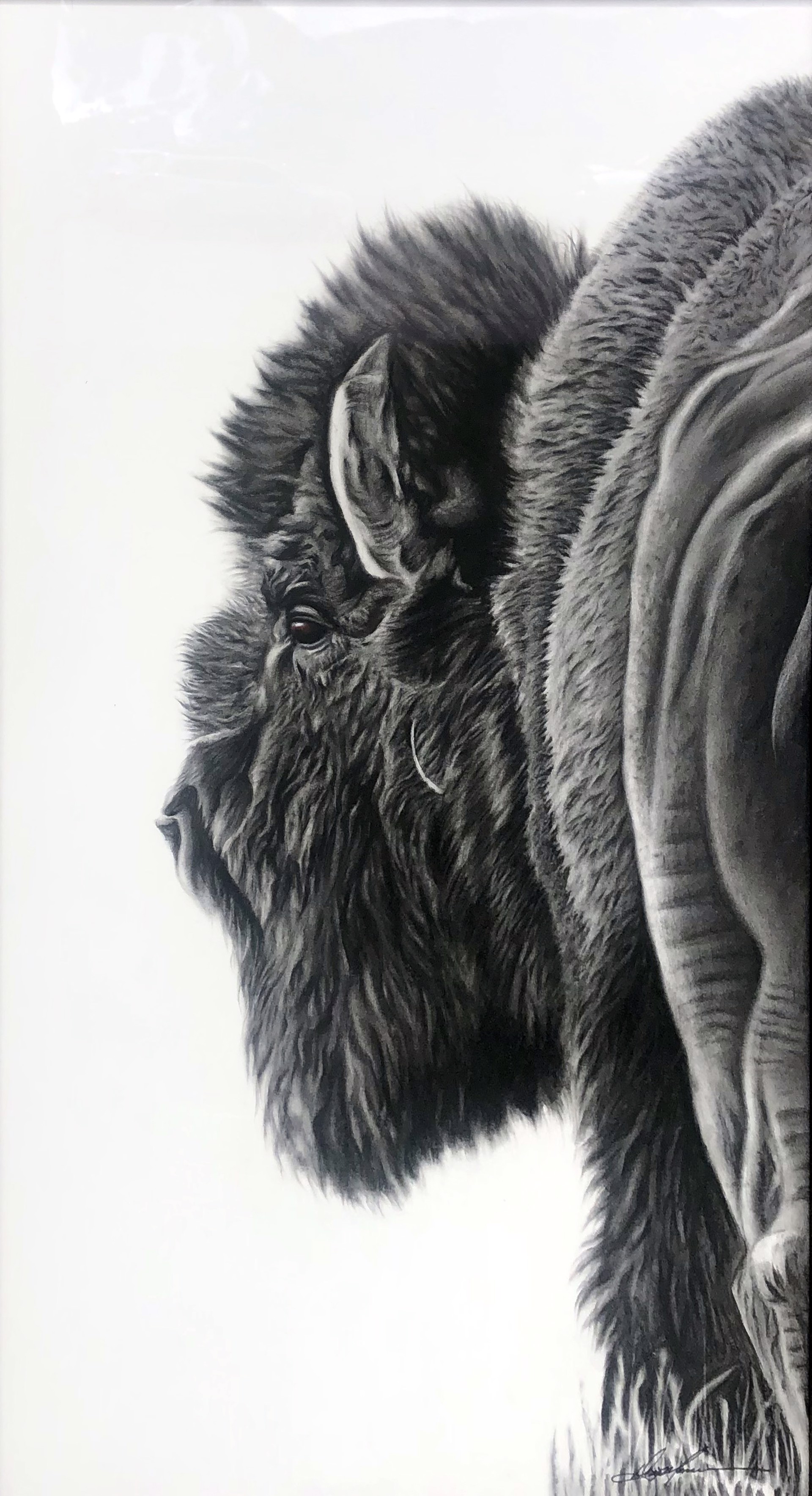 Bison Pofile 2 by Doug Monson