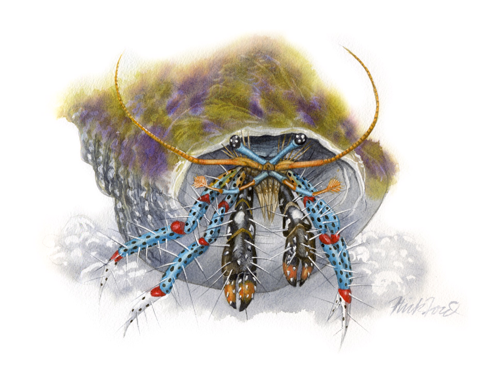 Hermit Crab by Flick Ford