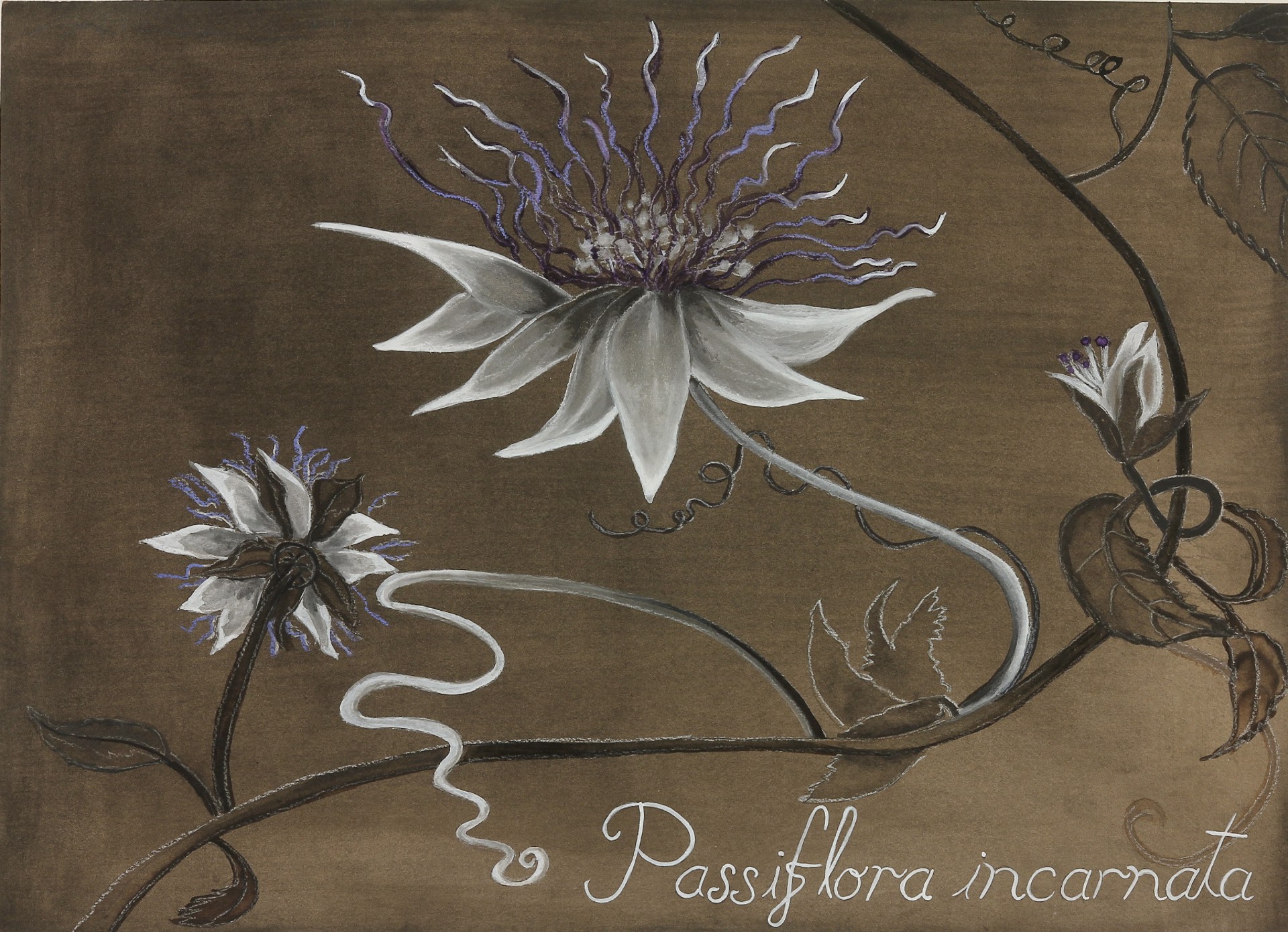 Passion Flower by Adrienne Sherman