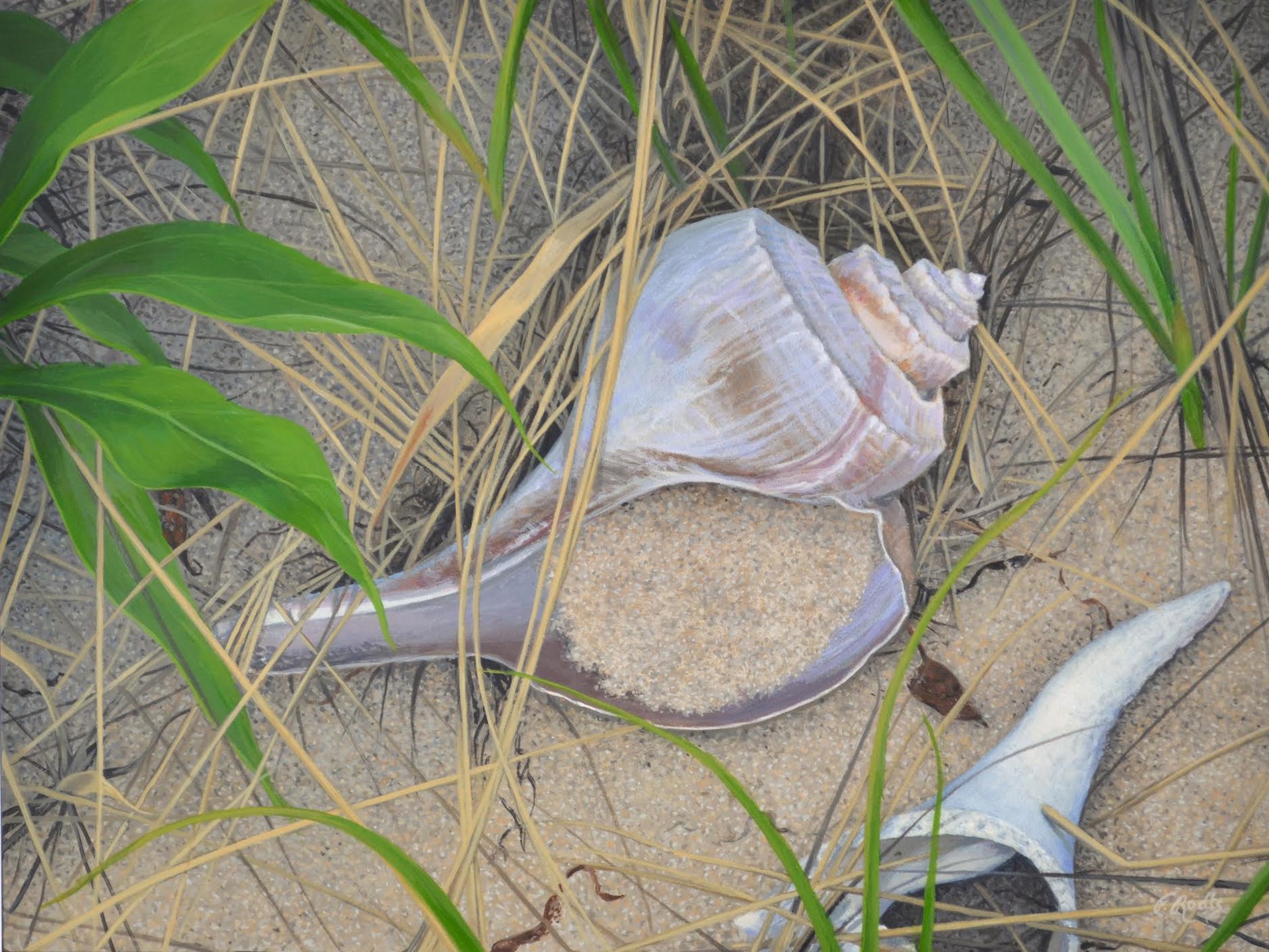 Shell in the Sand by Forrest Rodts