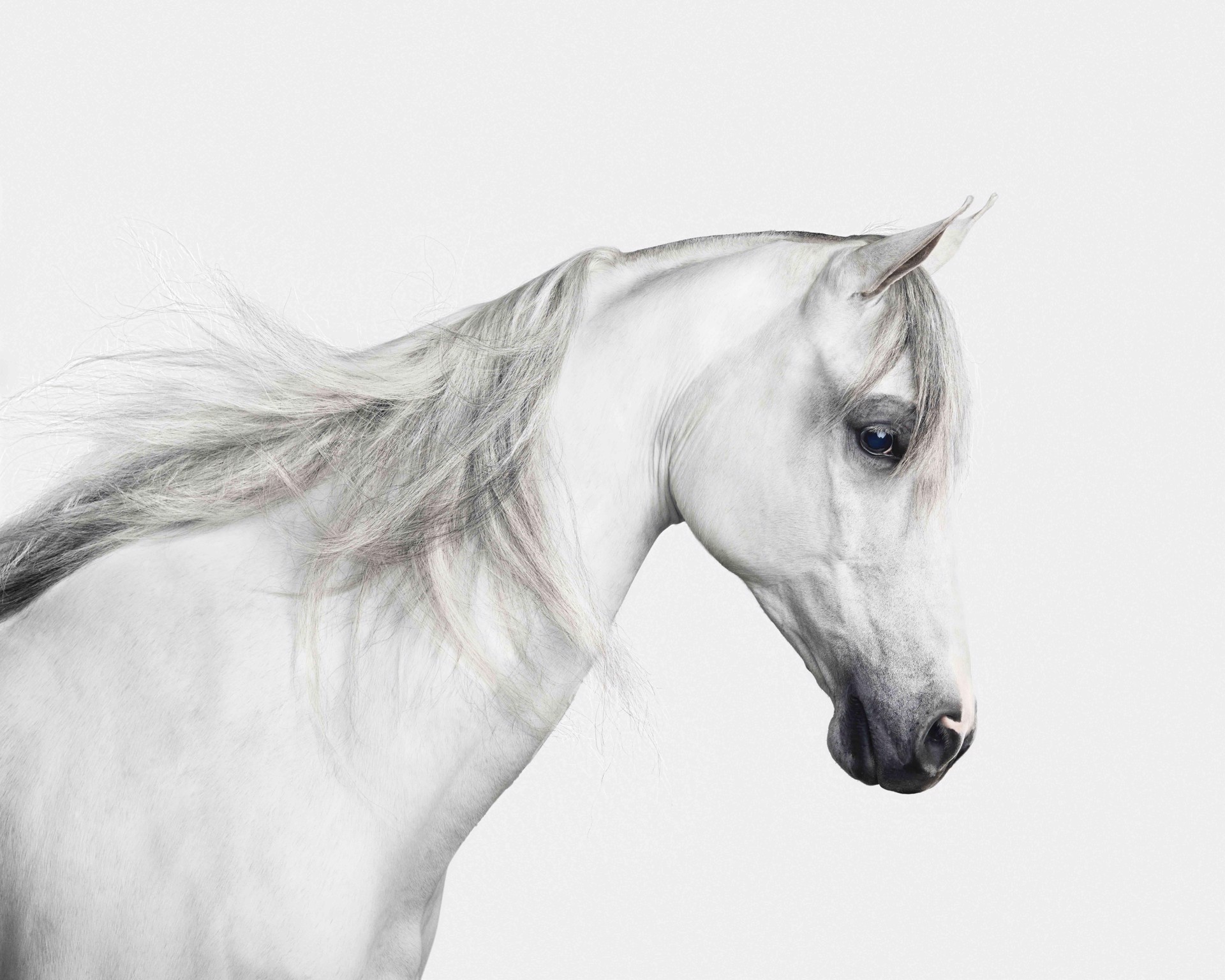 White Arabian Horse No. 2 by Randal Ford
