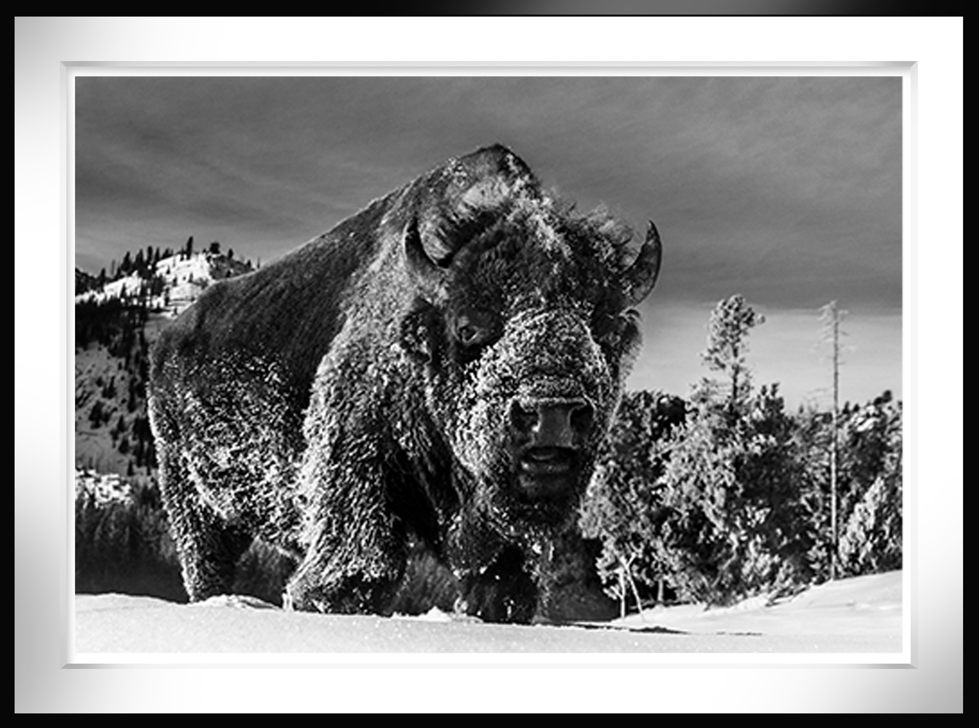The Beast Of Yellowstone by David Yarrow
