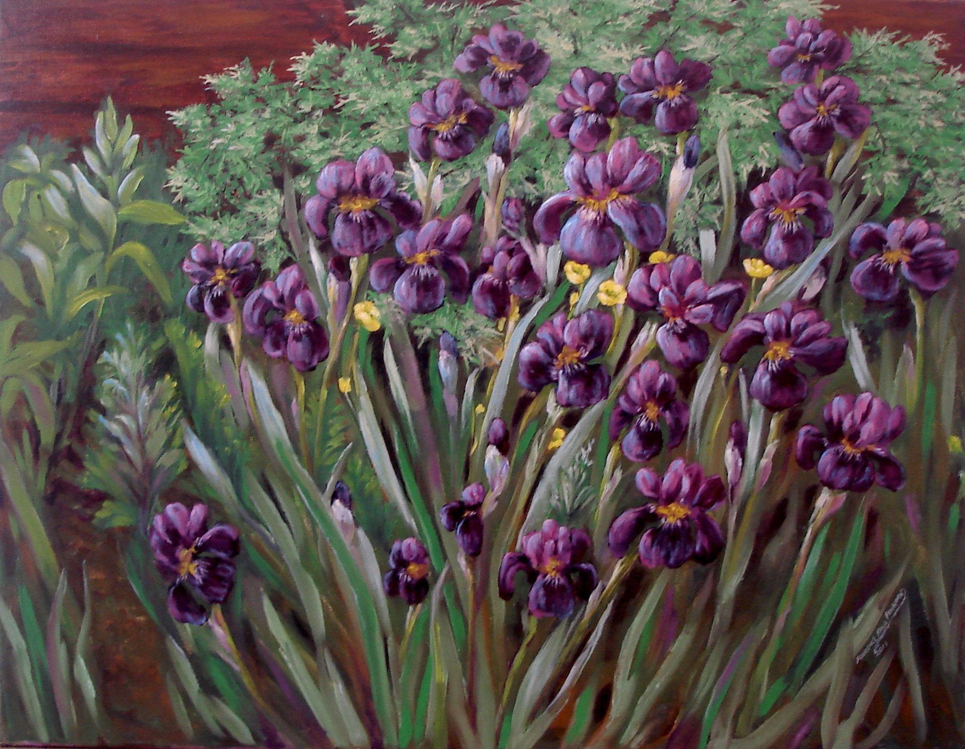Newfoundland Irises by Florence Pinhorn
