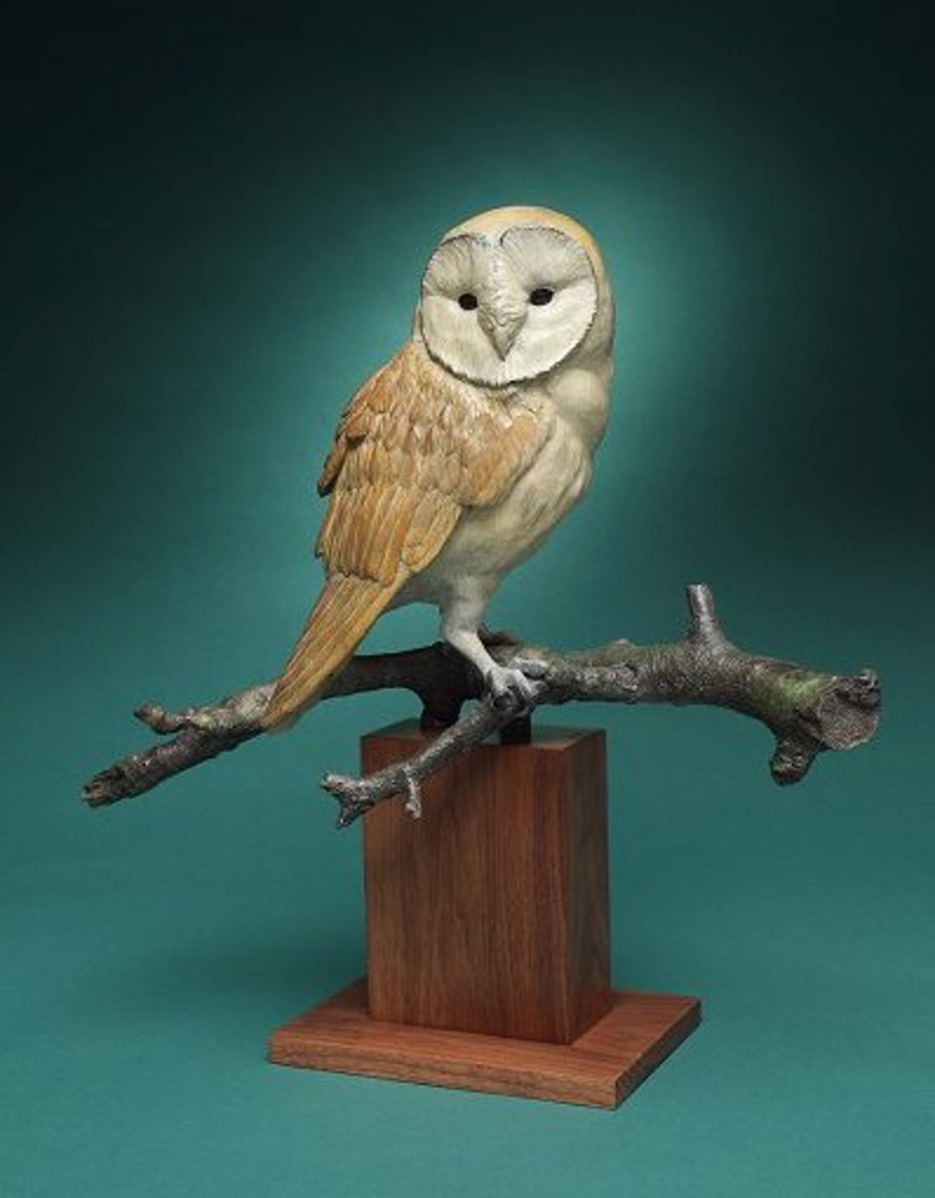 Barn Owl by Melissa Cooper
