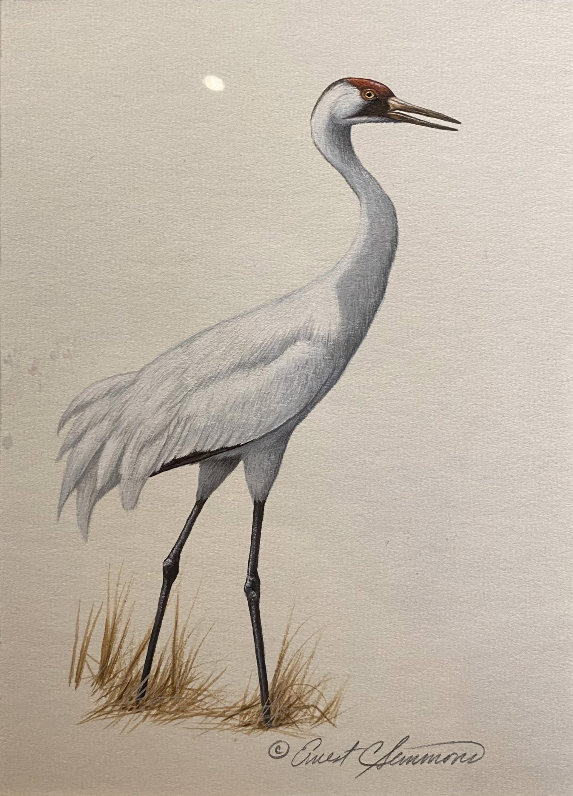Whooping Crane by Ernest Simmons